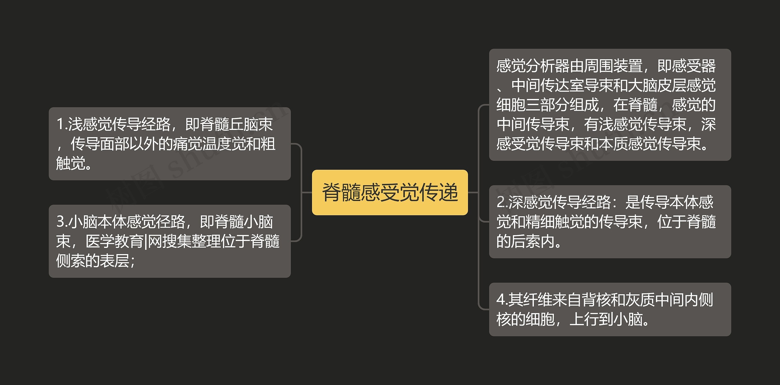 脊髓感受觉传递思维导图