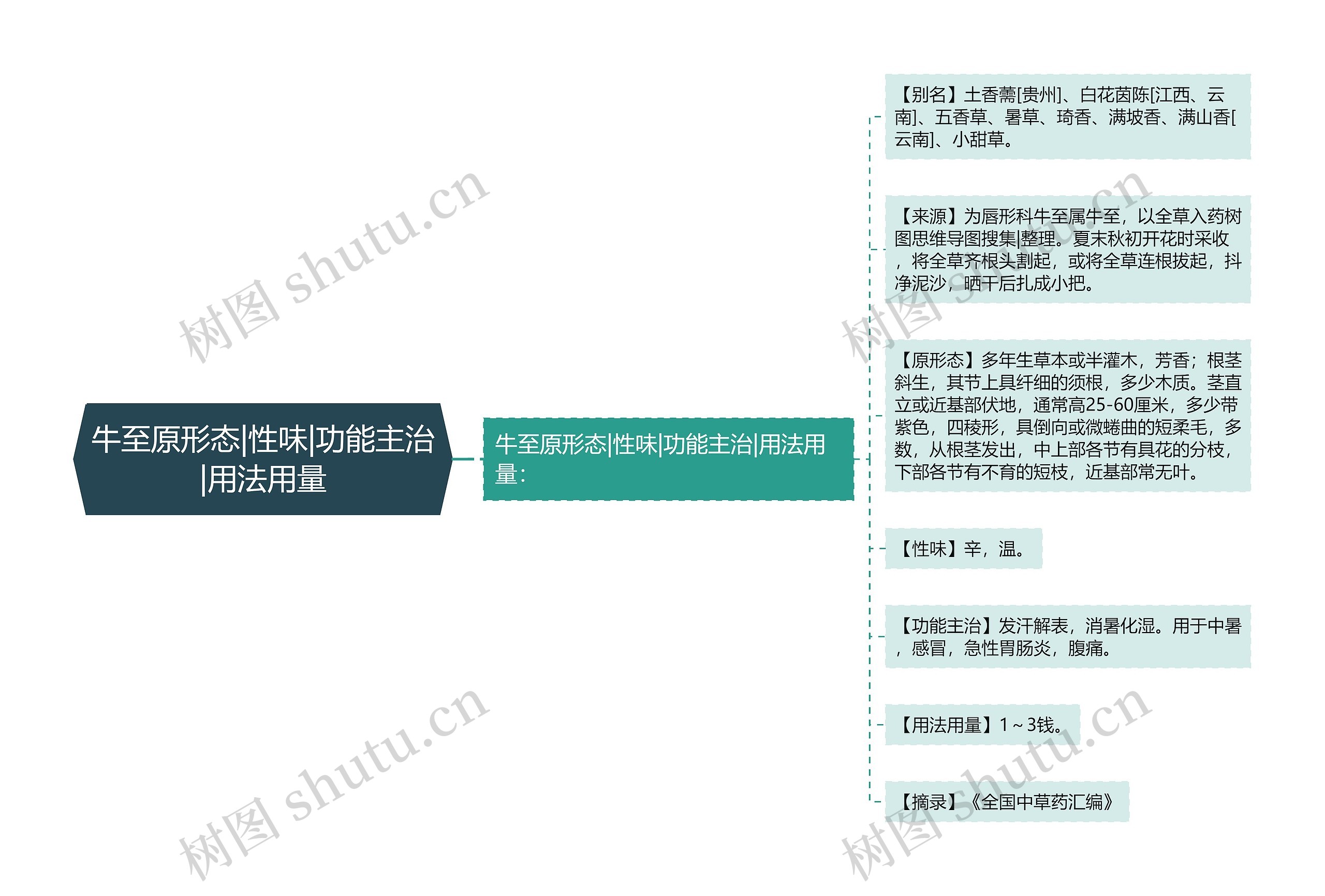 牛至原形态|性味|功能主治|用法用量