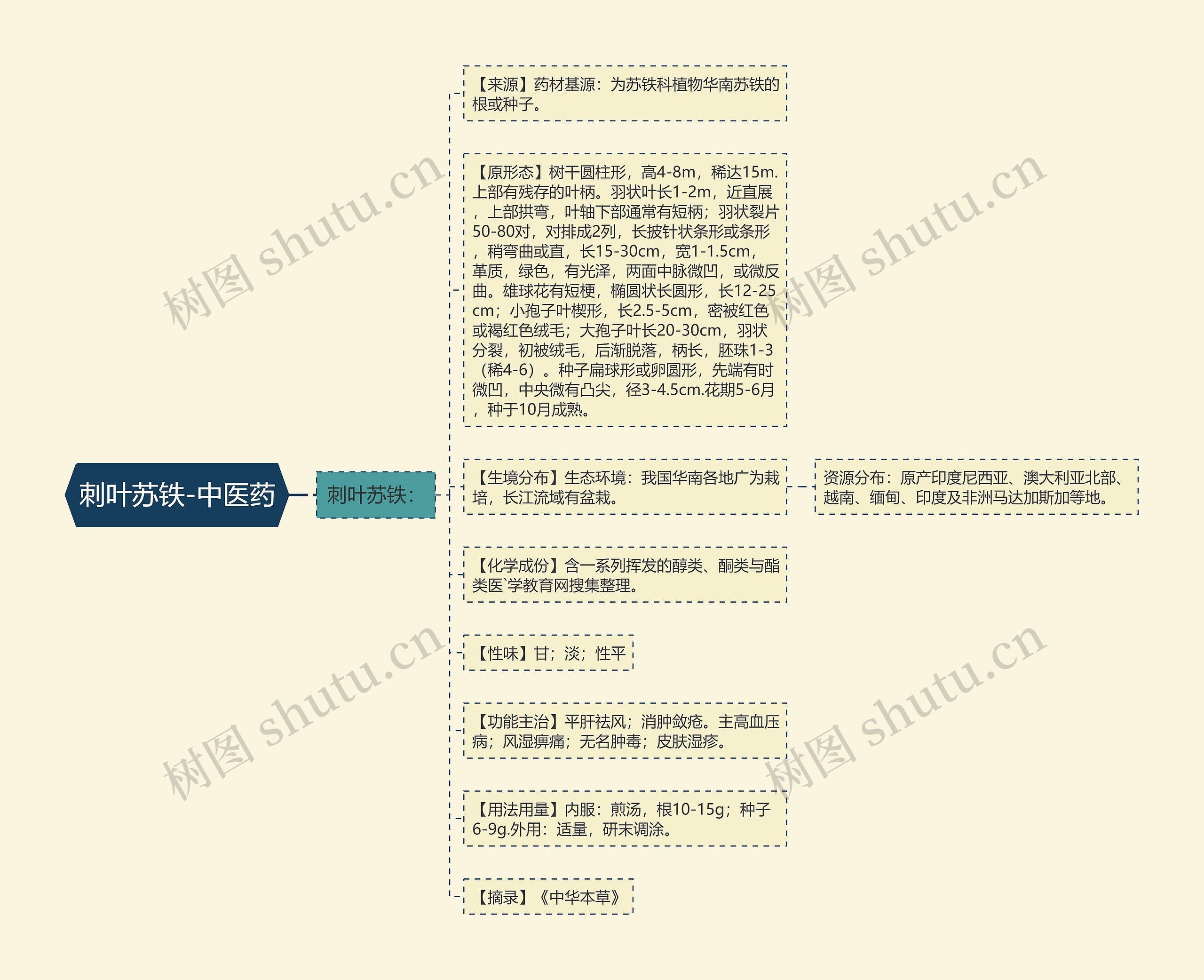 刺叶苏铁-中医药