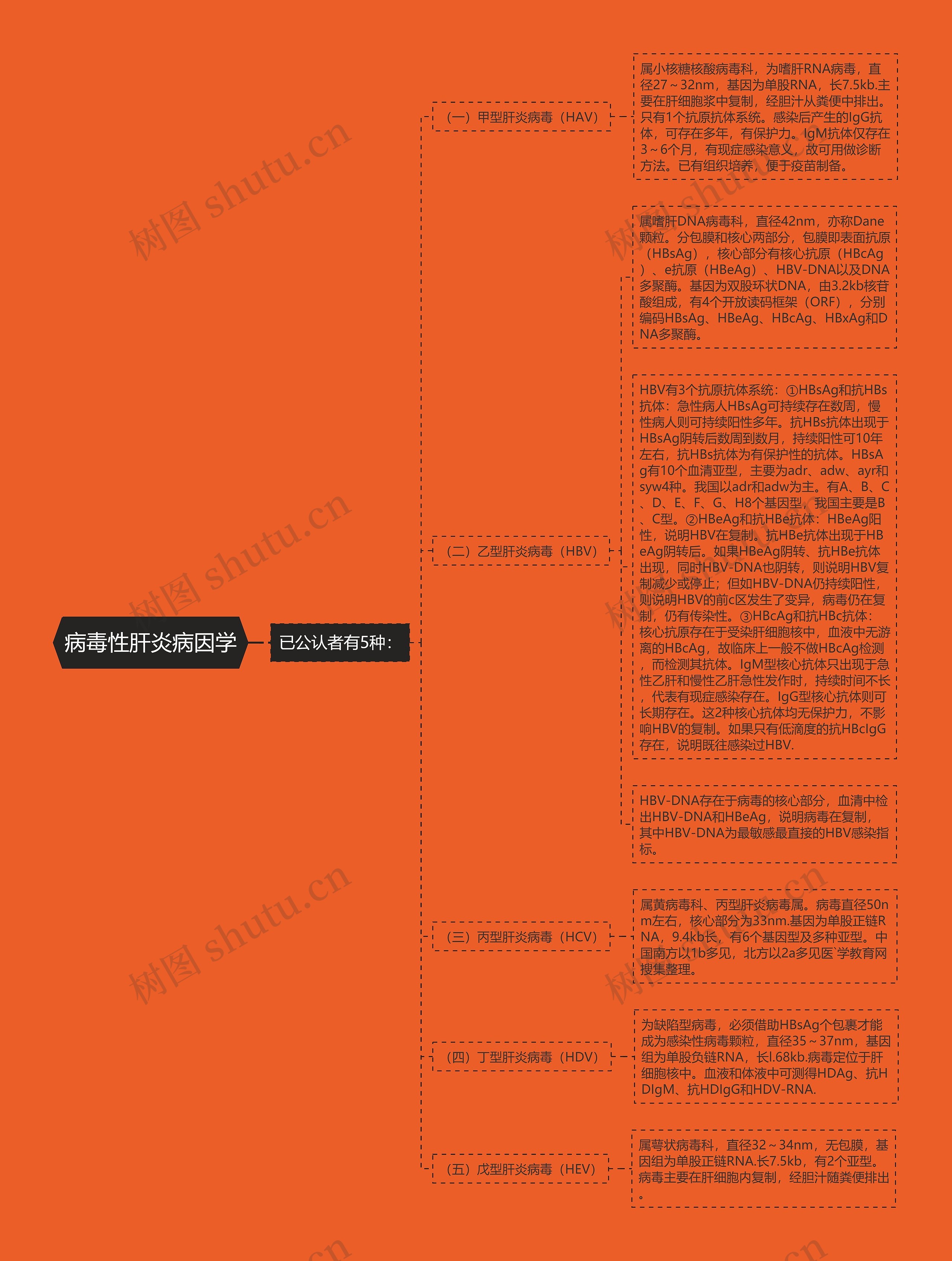 病毒性肝炎病因学思维导图