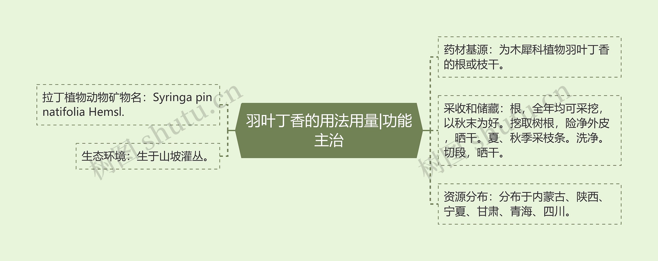 羽叶丁香的用法用量|功能主治思维导图