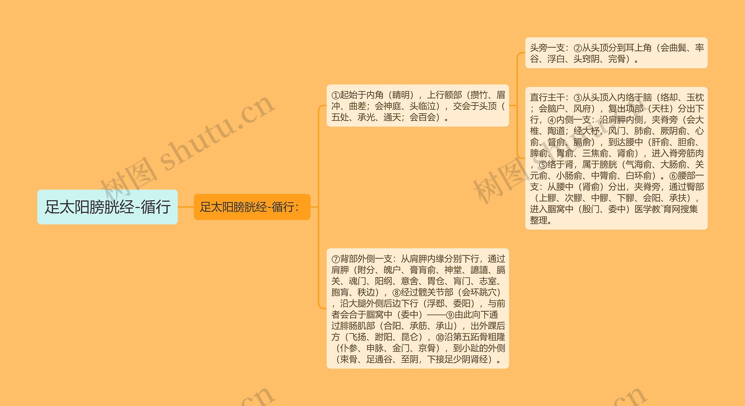 足太阳膀胱经-循行思维导图