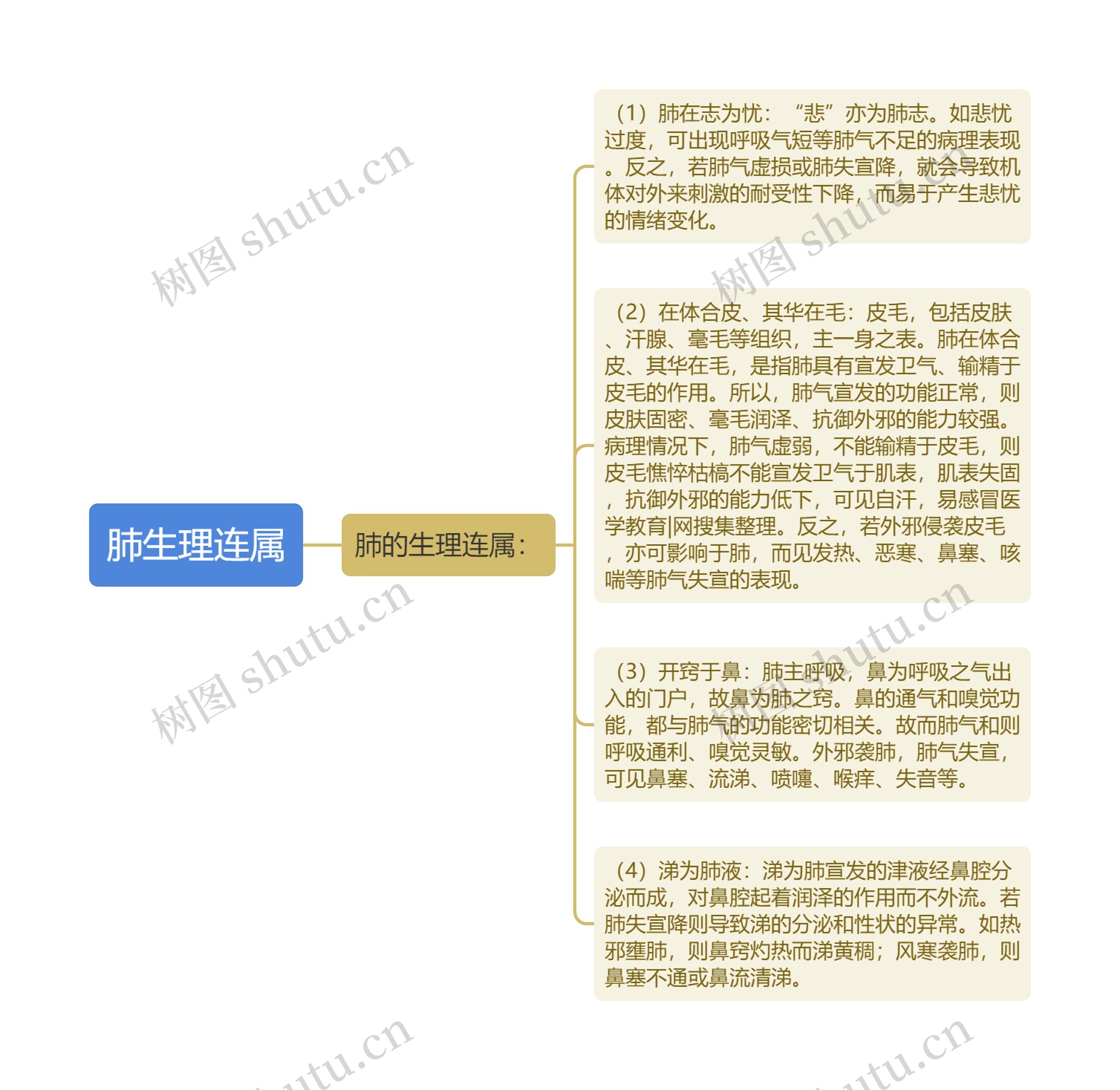 肺生理连属