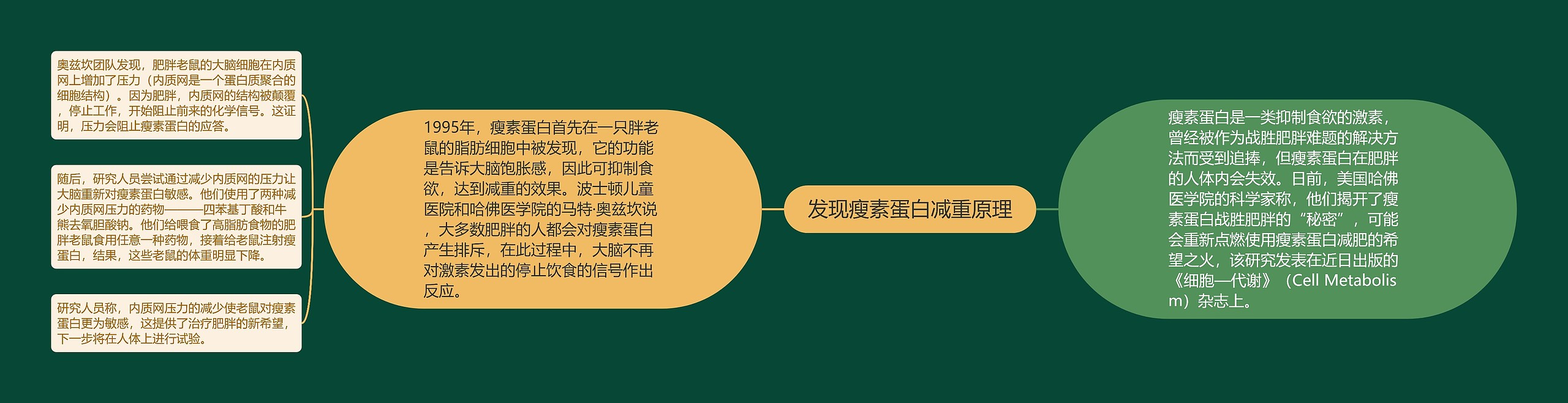 发现瘦素蛋白减重原理 发现瘦素蛋白减重原理