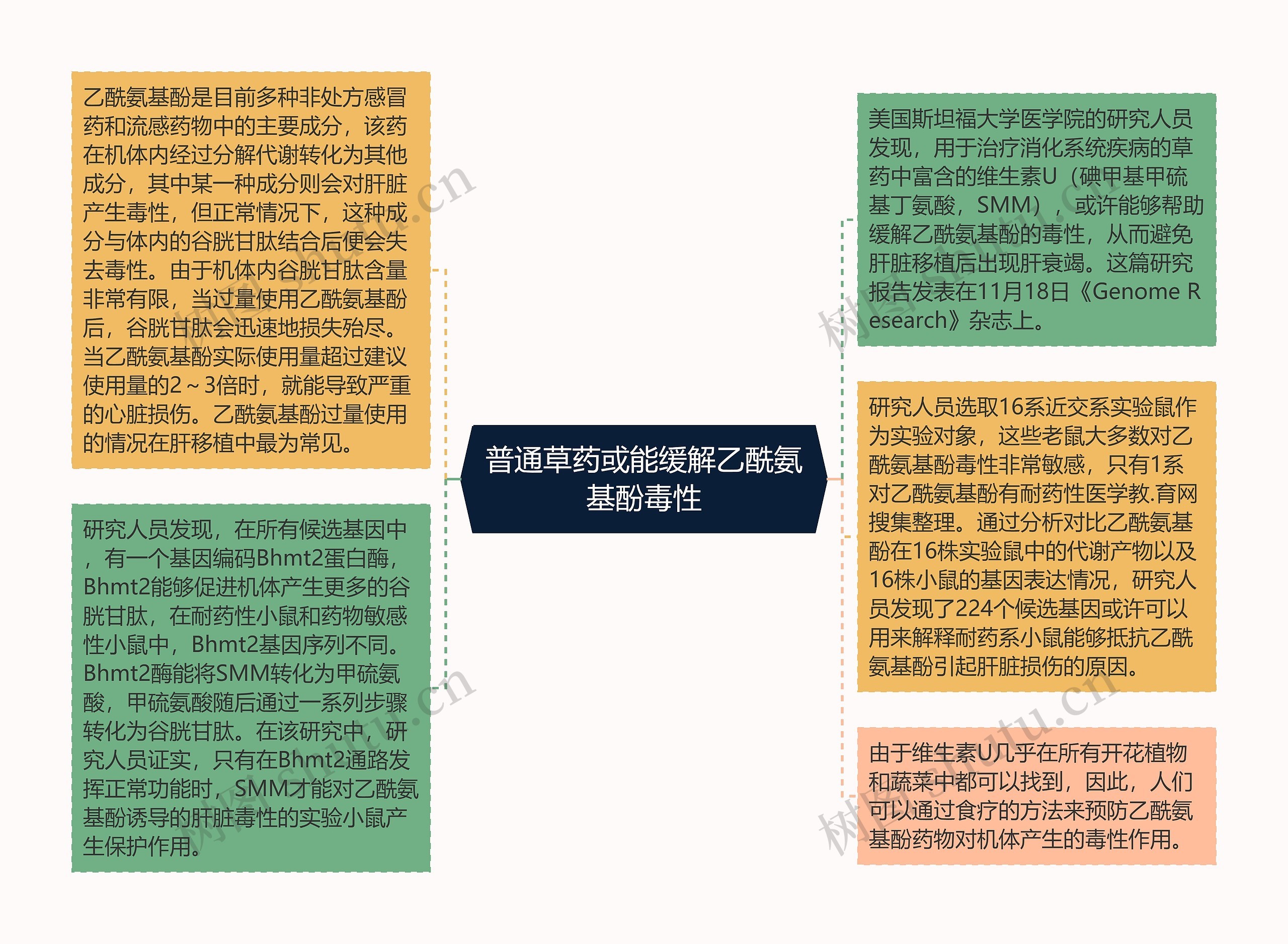 普通草药或能缓解乙酰氨基酚毒性思维导图