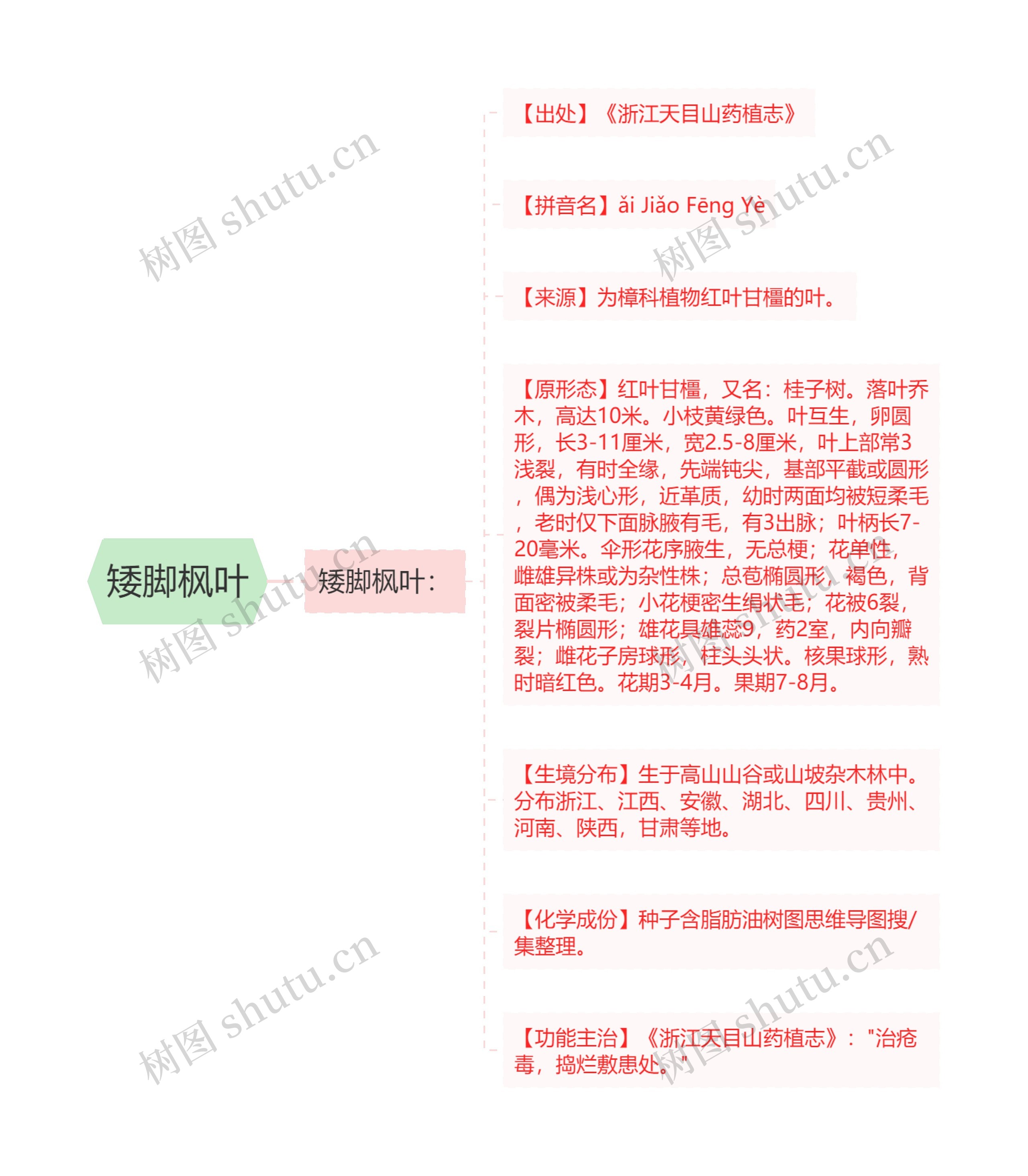 矮脚枫叶思维导图