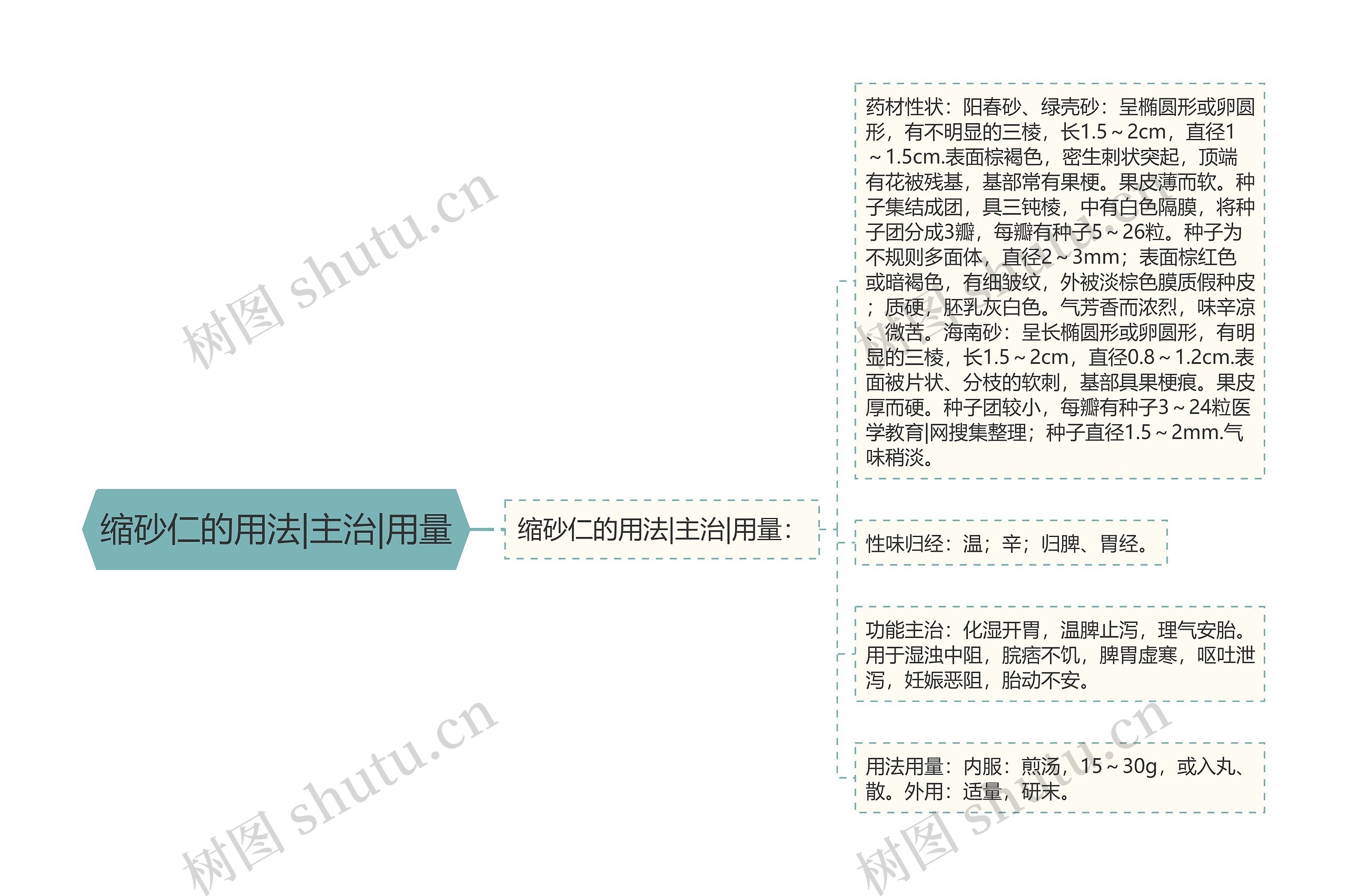 缩砂仁的用法|主治|用量思维导图