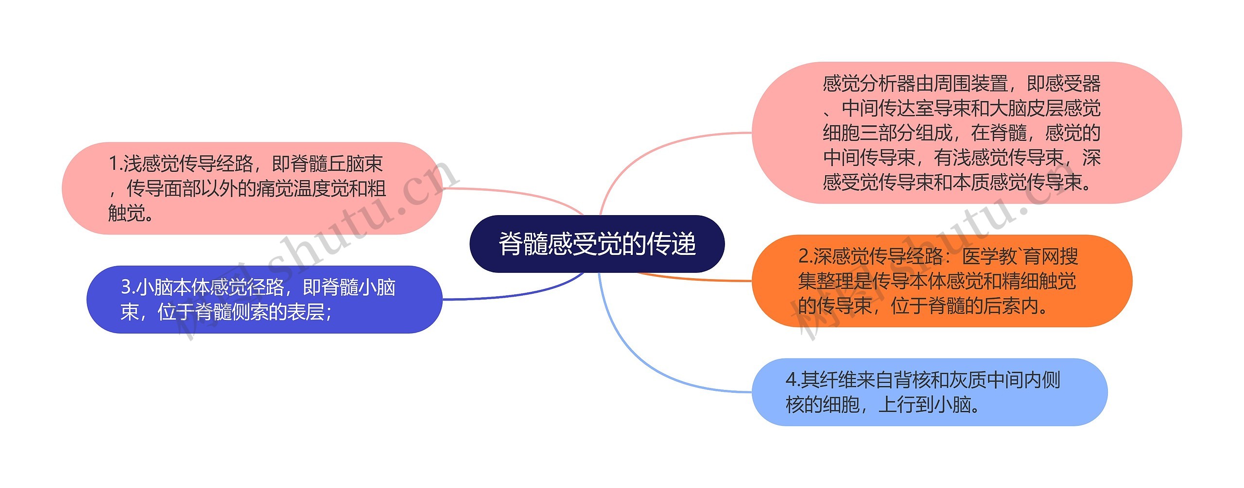 脊髓感受觉的传递思维导图