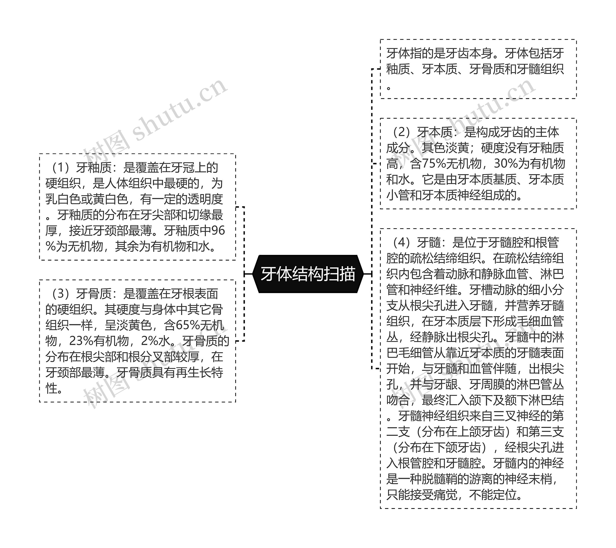 牙体结构扫描