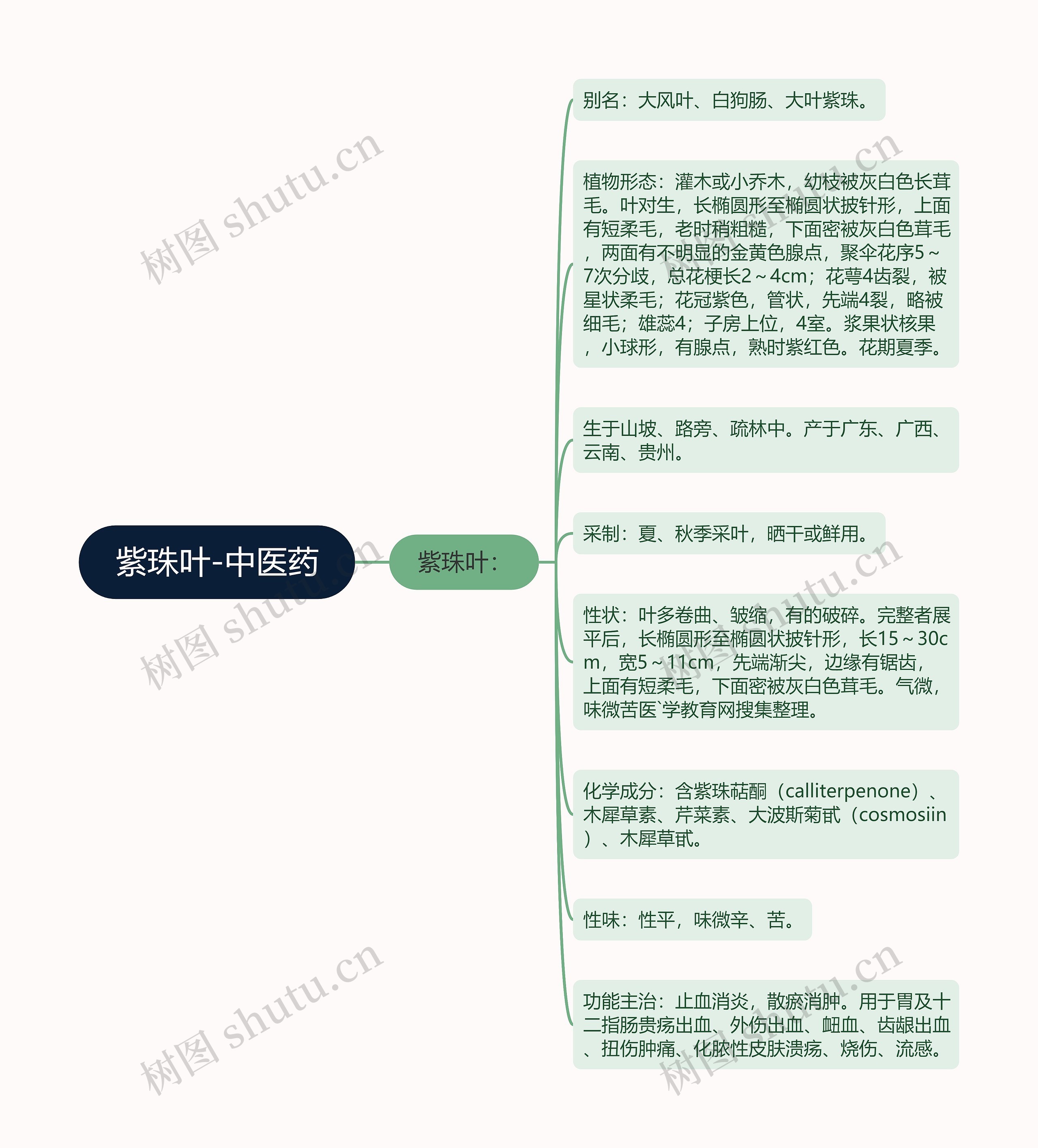 紫珠叶-中医药思维导图