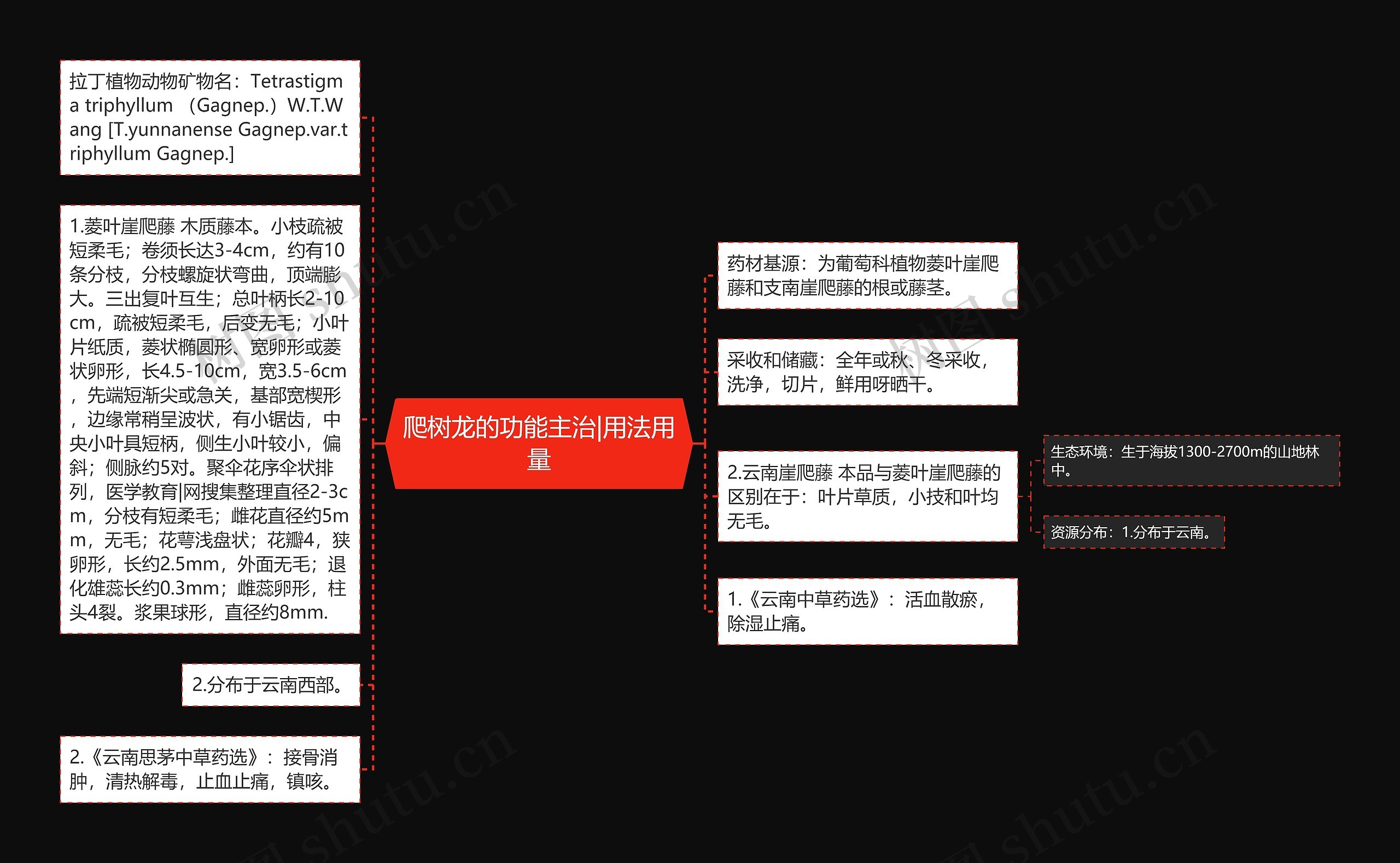 爬树龙的功能主治|用法用量