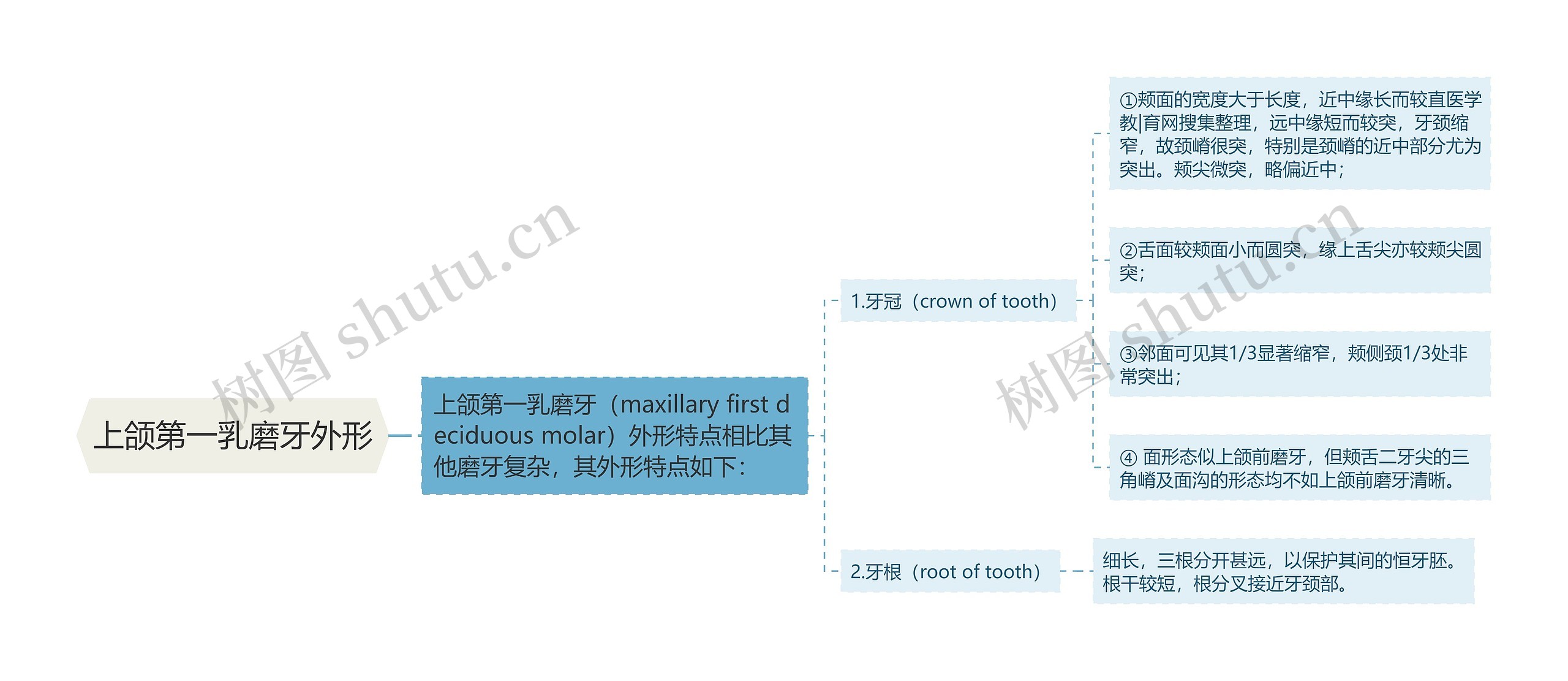 上颌第一乳磨牙外形思维导图