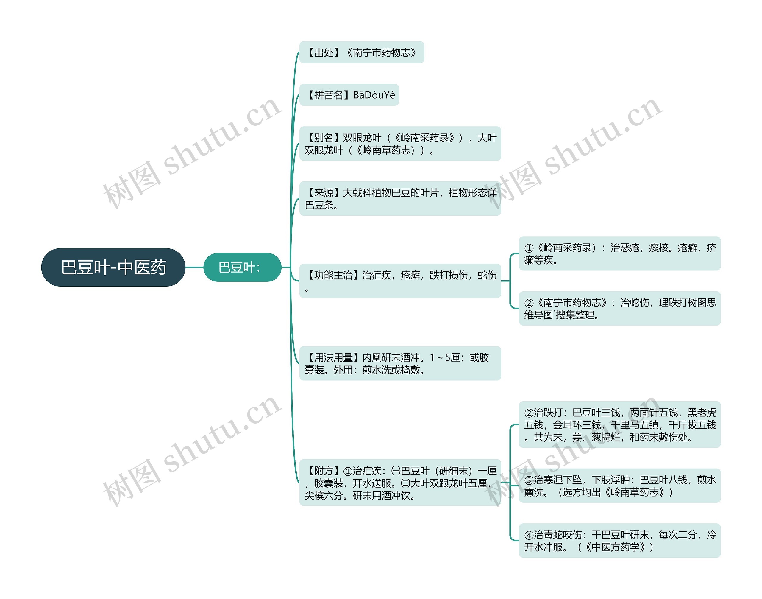 巴豆叶-中医药思维导图