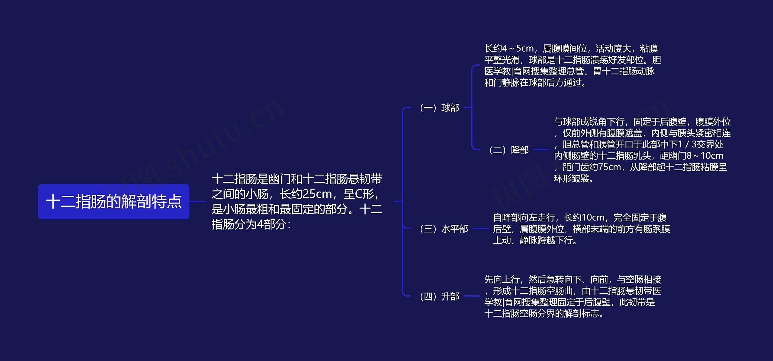 十二指肠的解剖特点