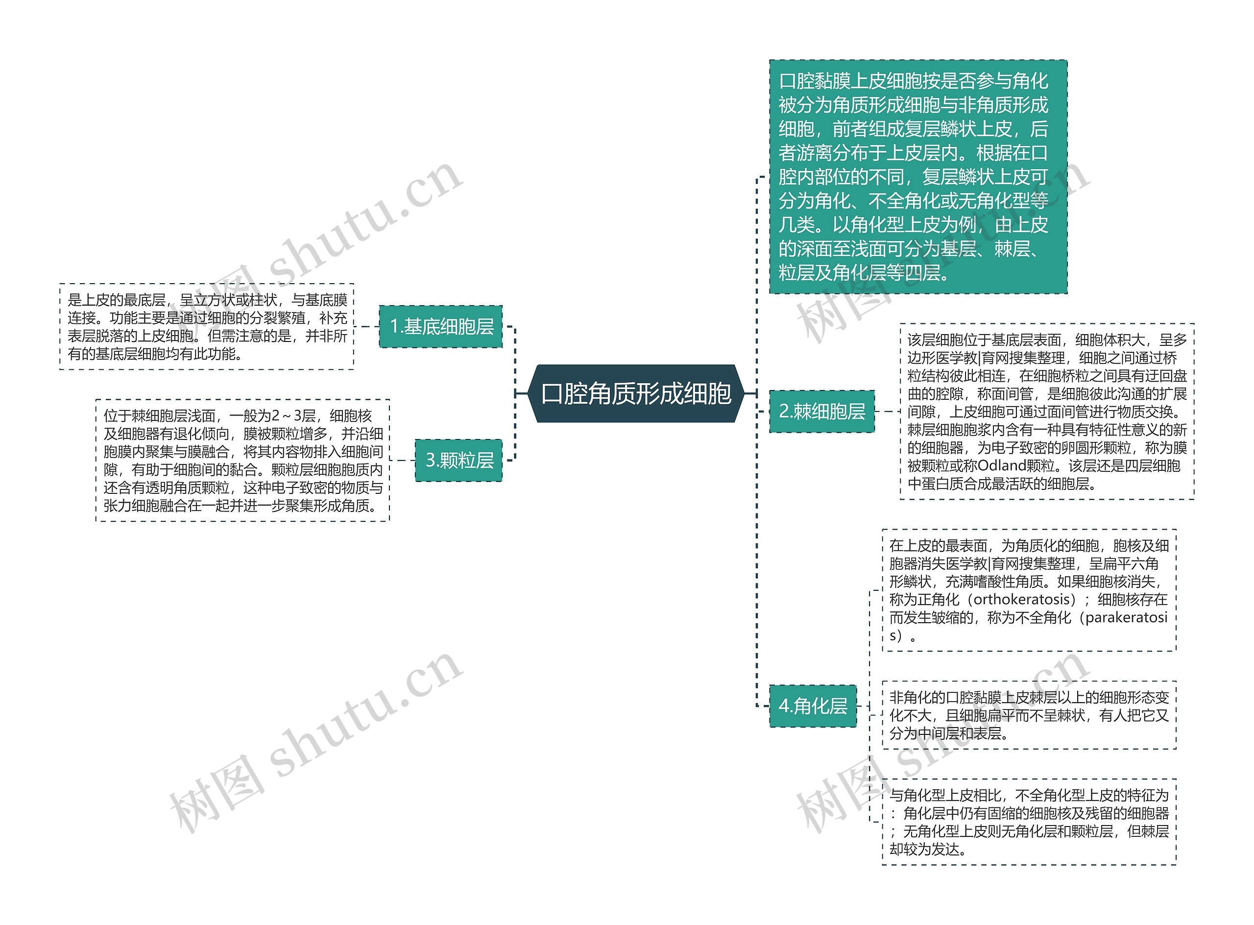 口腔角质形成细胞思维导图