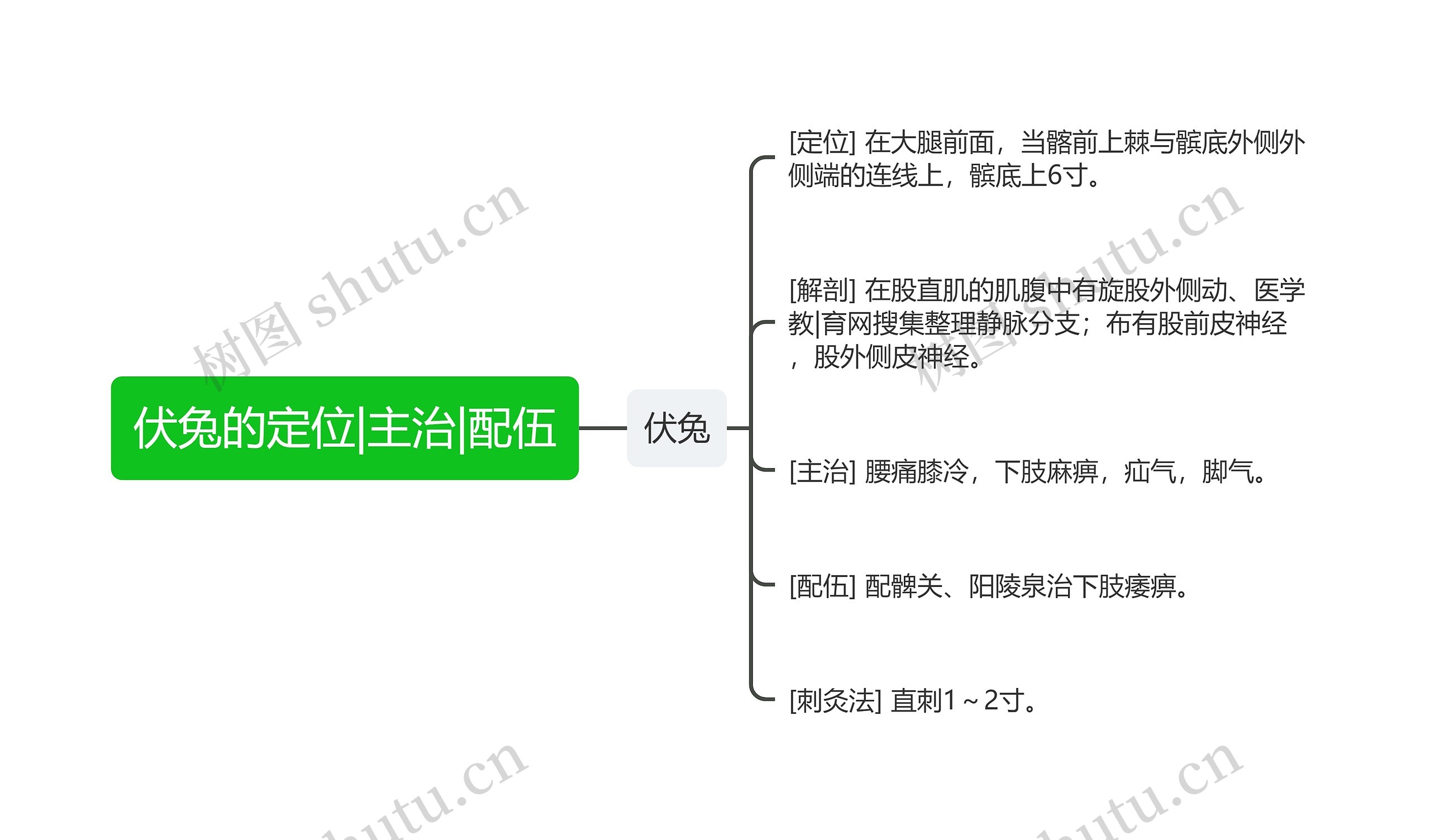 伏兔的定位|主治|配伍