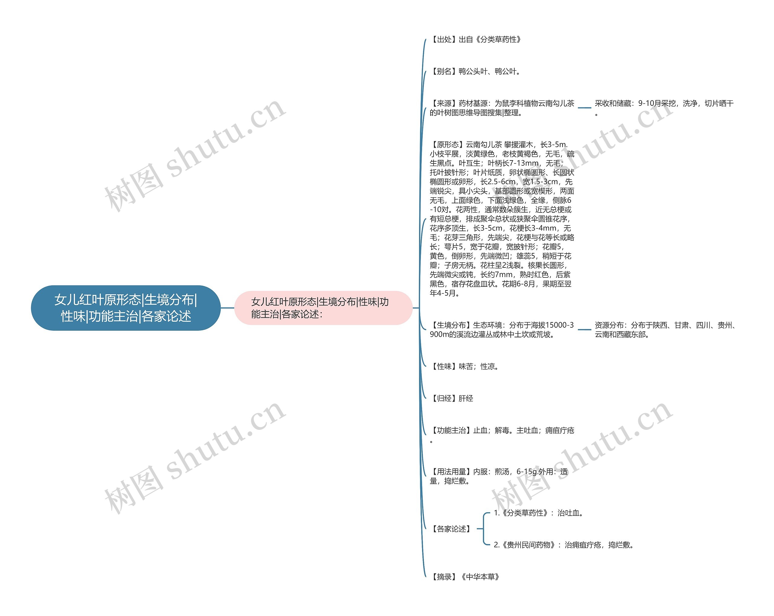 女儿红叶原形态|生境分布|性味|功能主治|各家论述思维导图