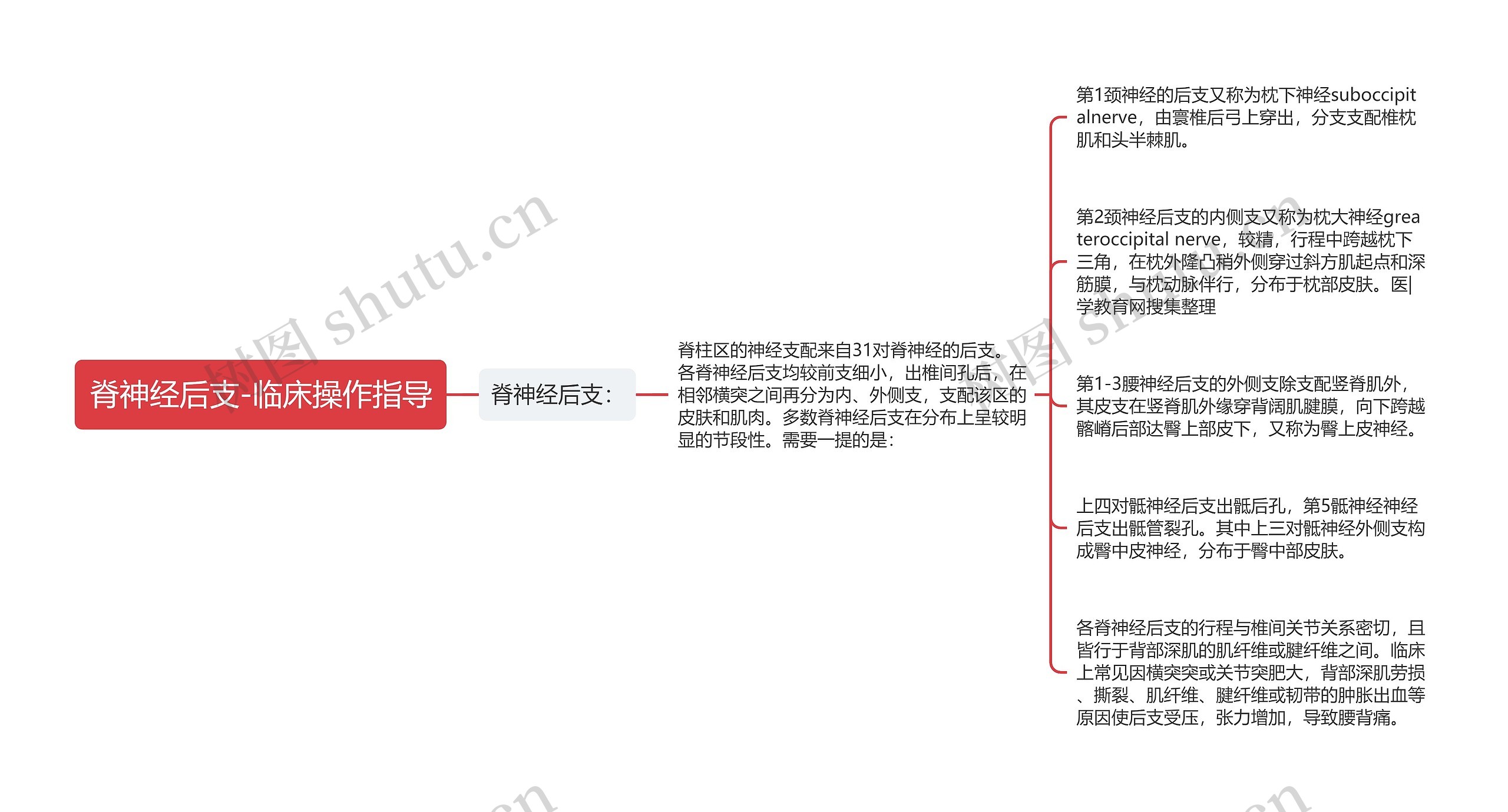 脊神经后支-临床操作指导思维导图