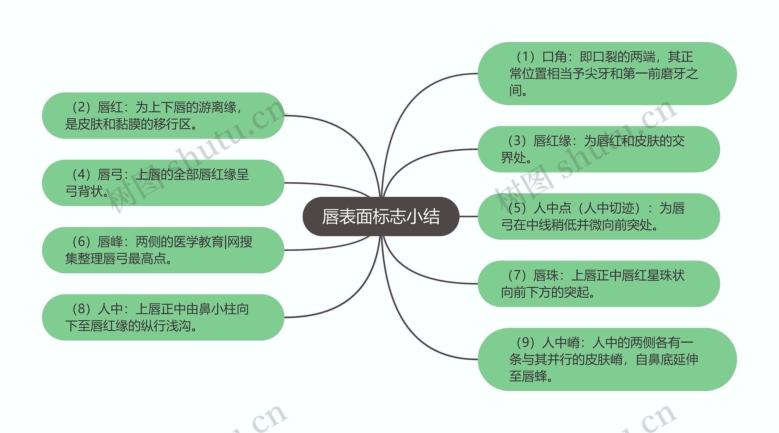 唇表面标志小结