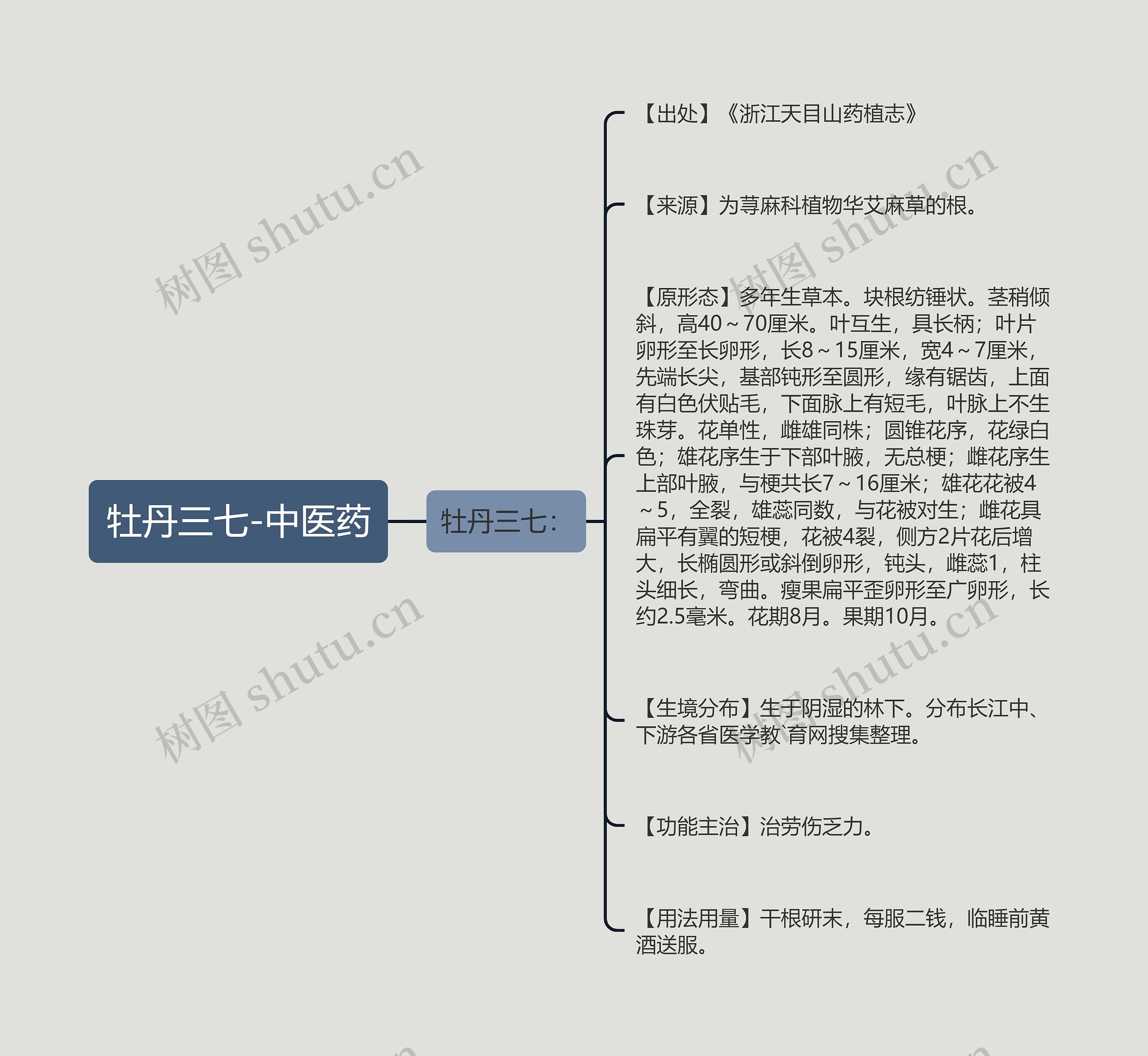 牡丹三七-中医药 牡丹三七-中医药