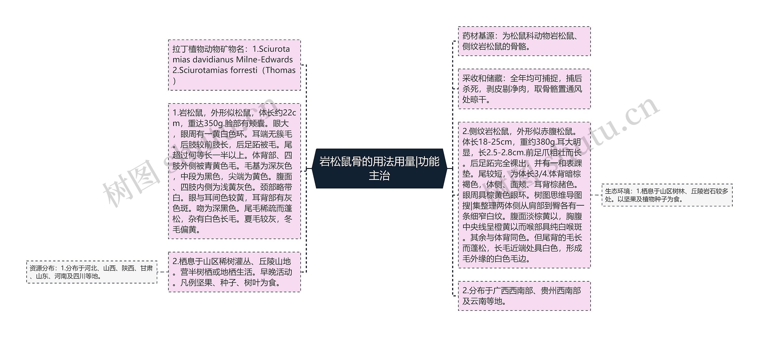 岩松鼠骨的用法用量|功能主治