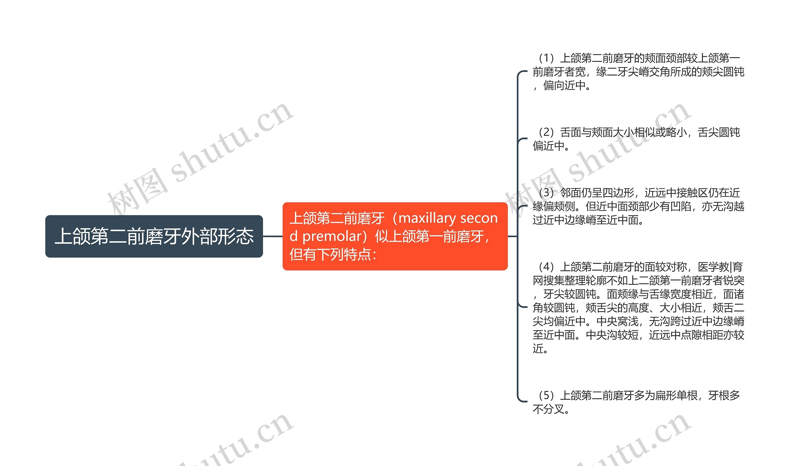 上颌第二前磨牙外部形态思维导图