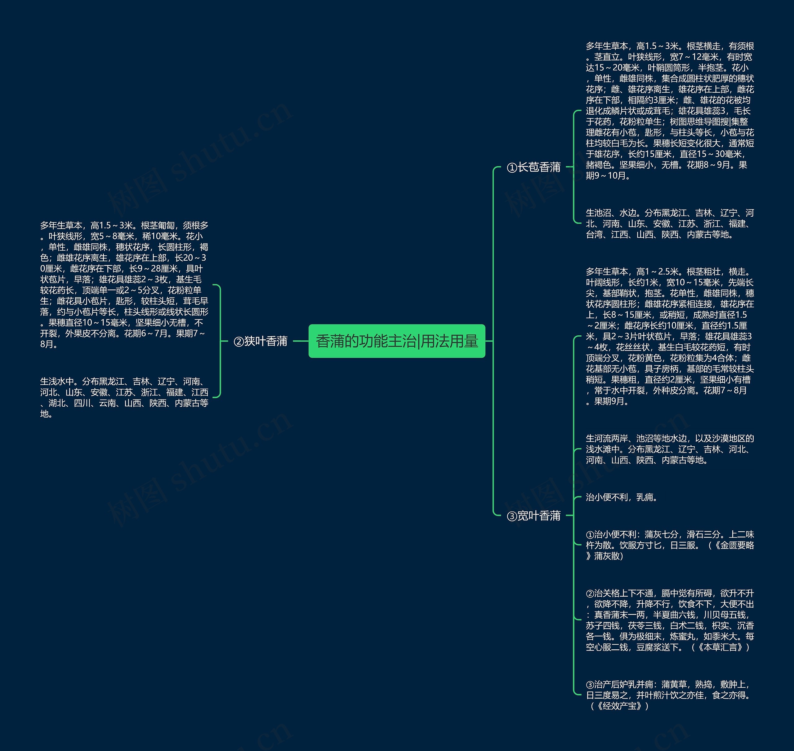 香蒲的功能主治|用法用量 香蒲的功能主治|用法用量