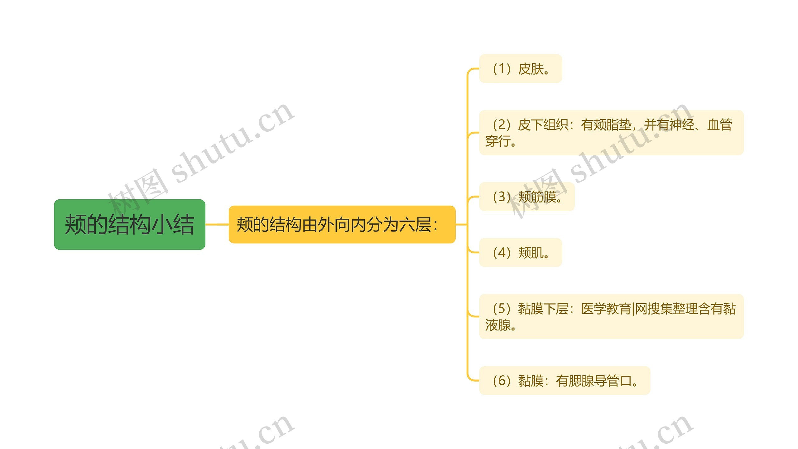 颊的结构小结思维导图