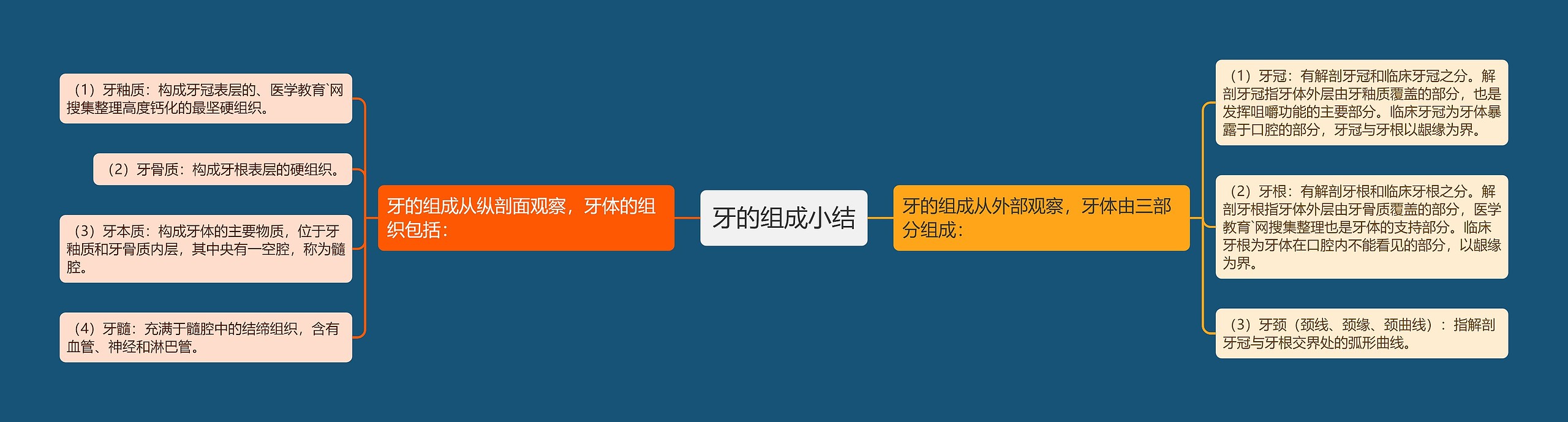 牙的组成小结 牙的组成小结