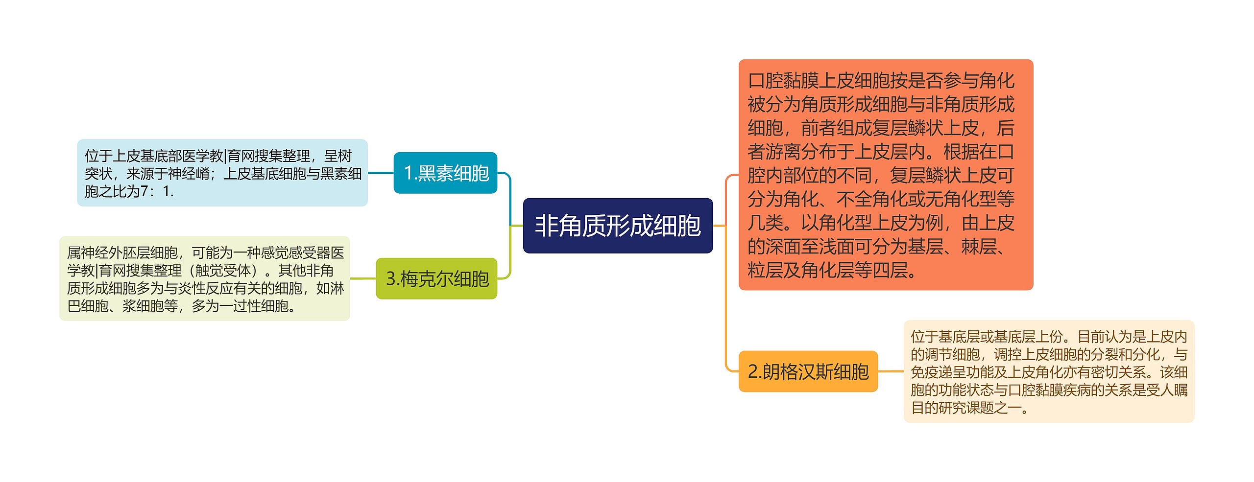 非角质形成细胞思维导图