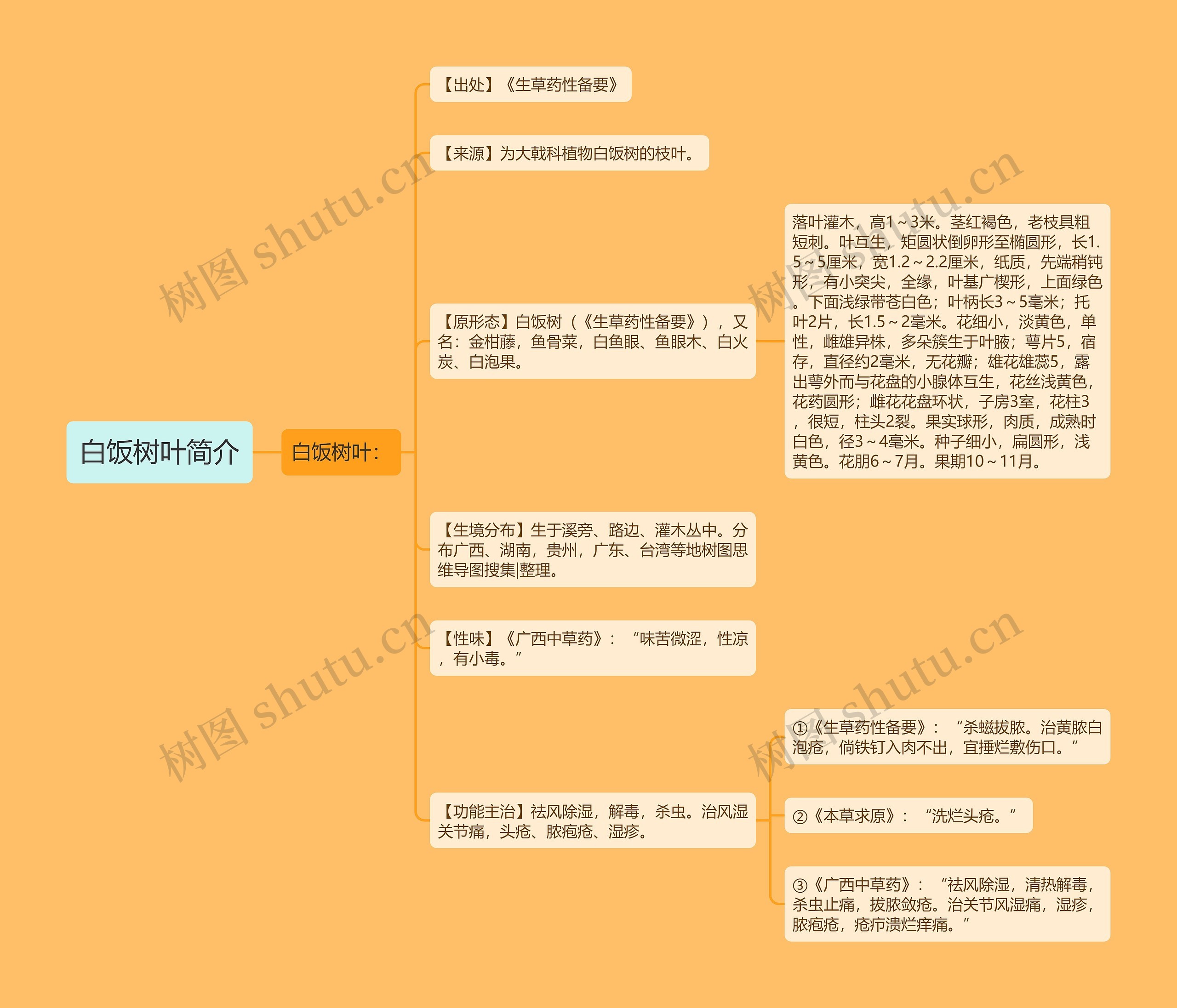 白饭树叶简介思维导图