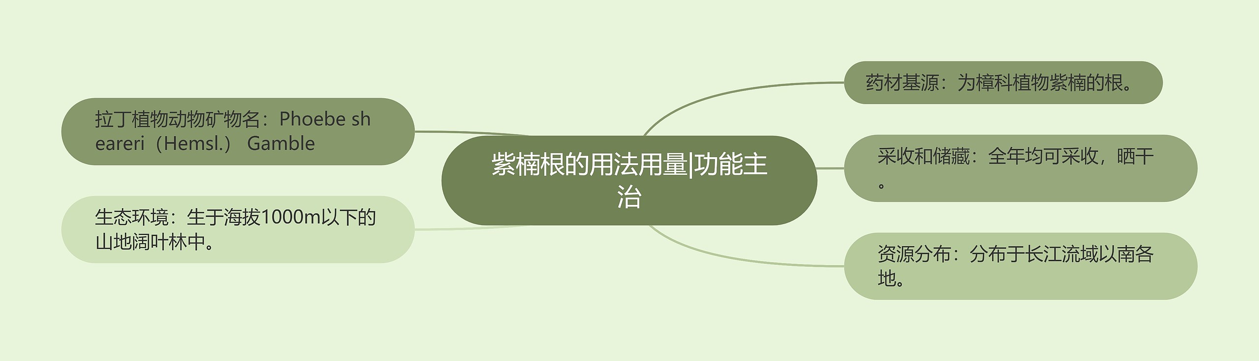 紫楠根的用法用量|功能主治思维导图