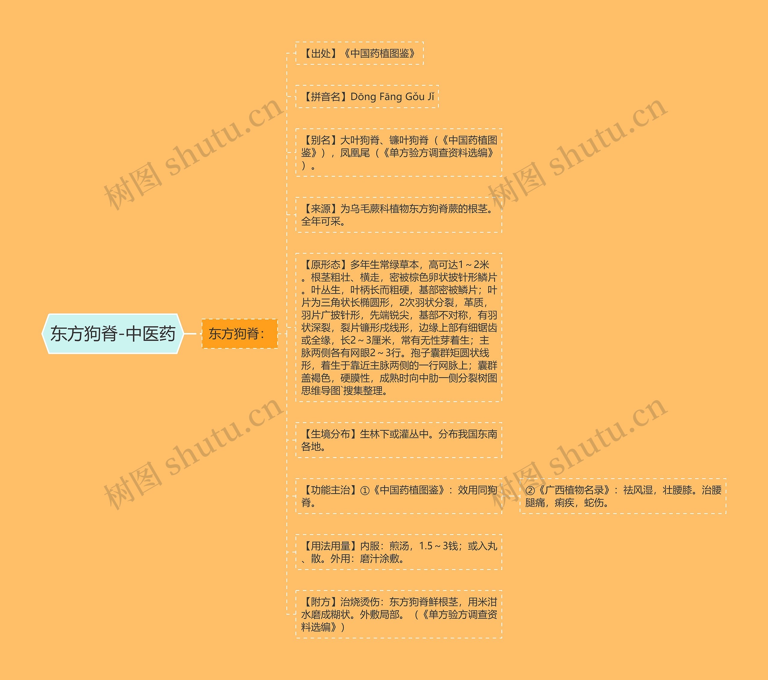 东方狗脊-中医药 东方狗脊-中医药