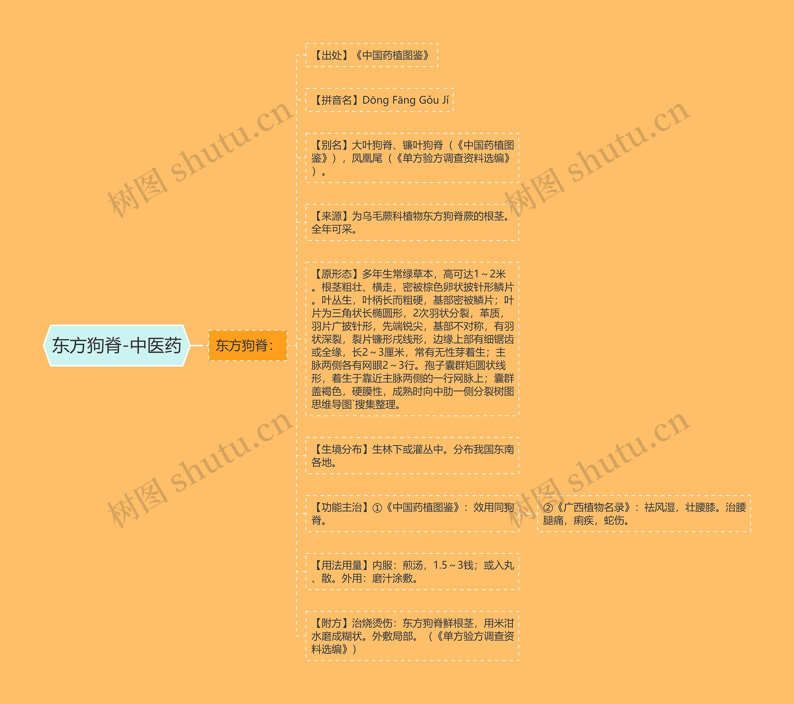 东方狗脊-中医药思维导图