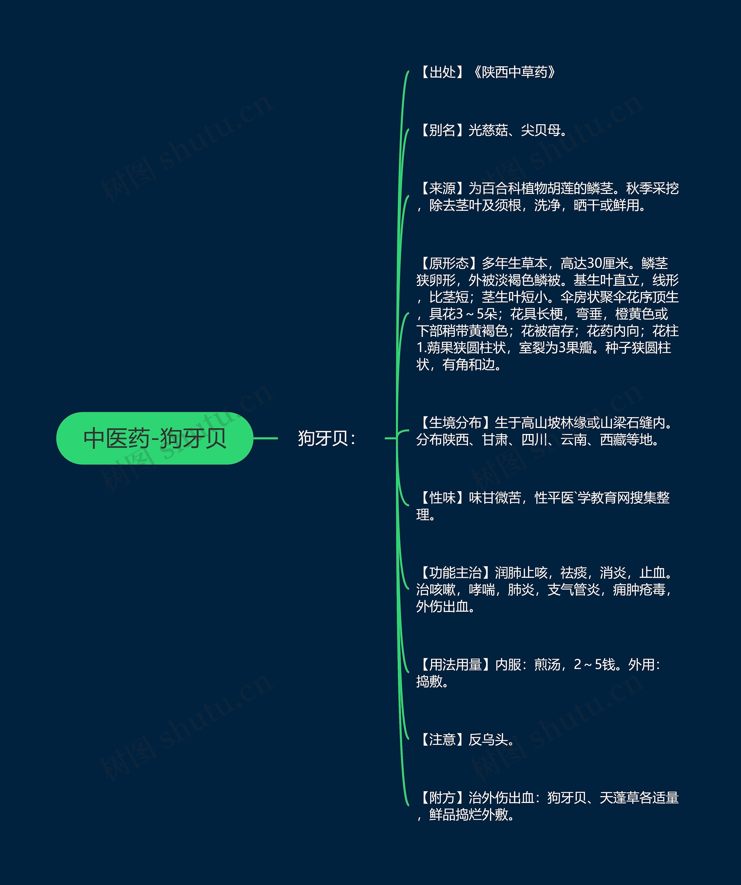 中医药-狗牙贝 中医药-狗牙贝