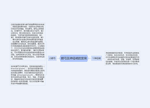 鳃弓及神经嵴的发育