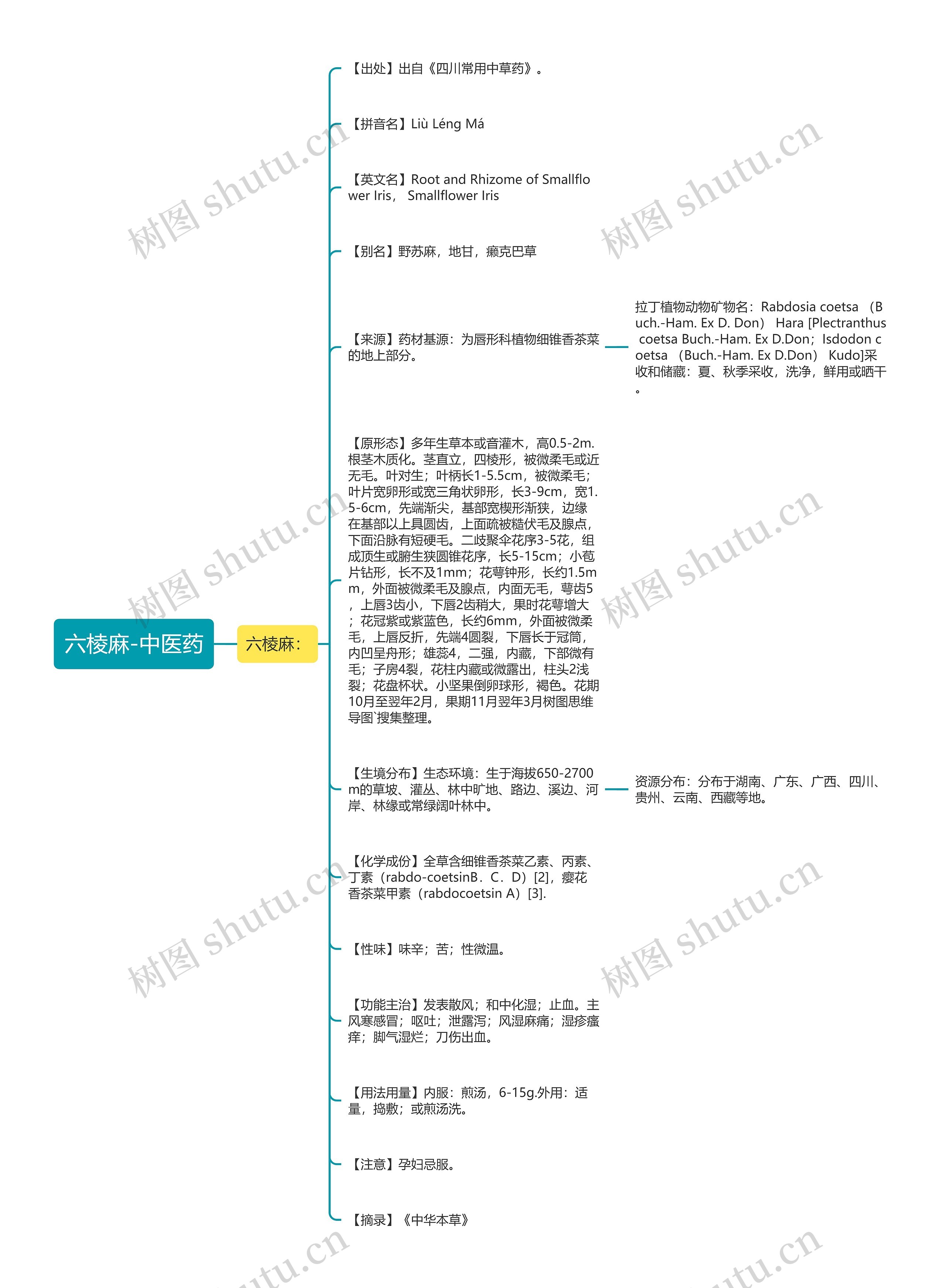 六棱麻-中医药思维导图