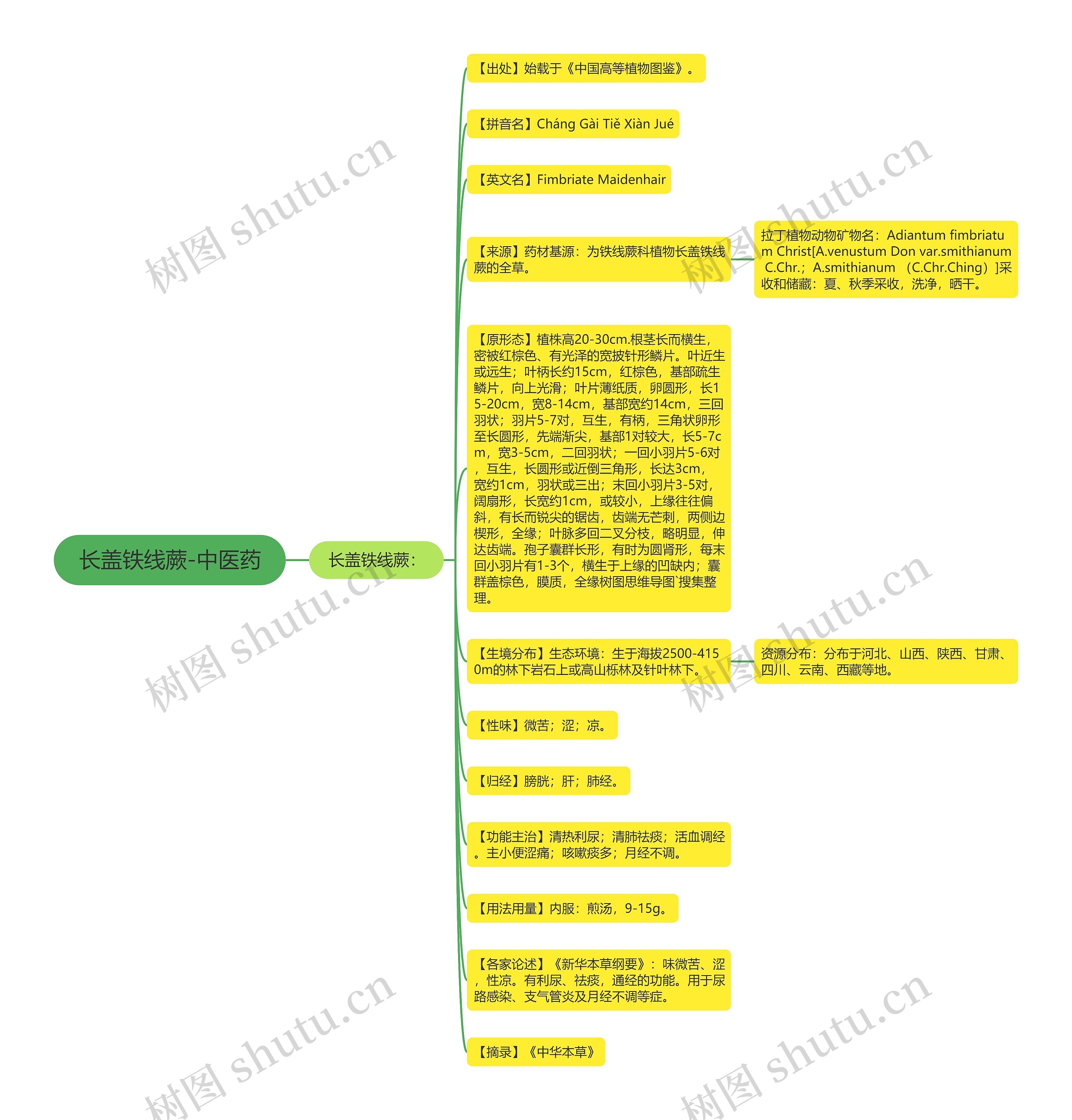 长盖铁线蕨-中医药思维导图