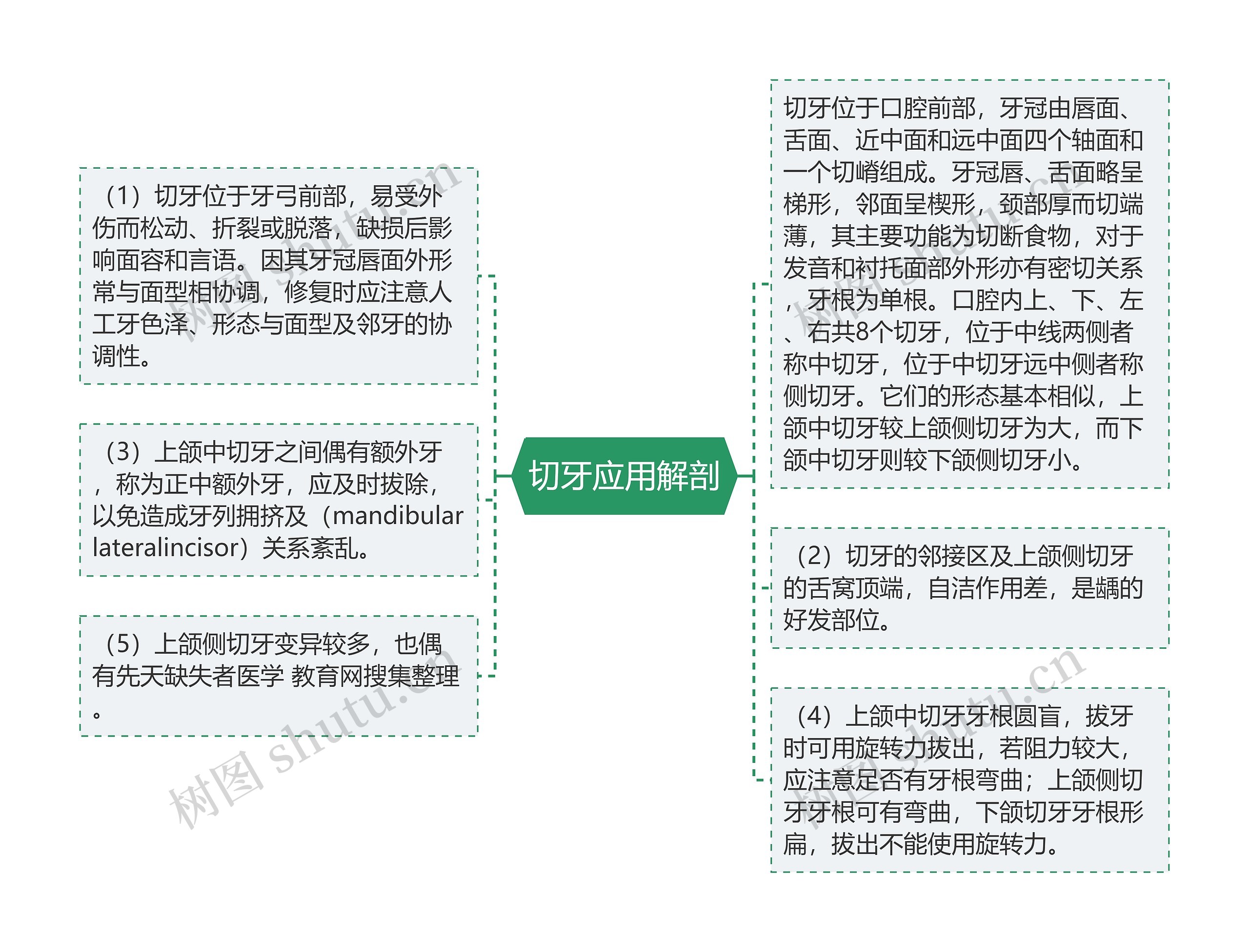 切牙应用解剖思维导图