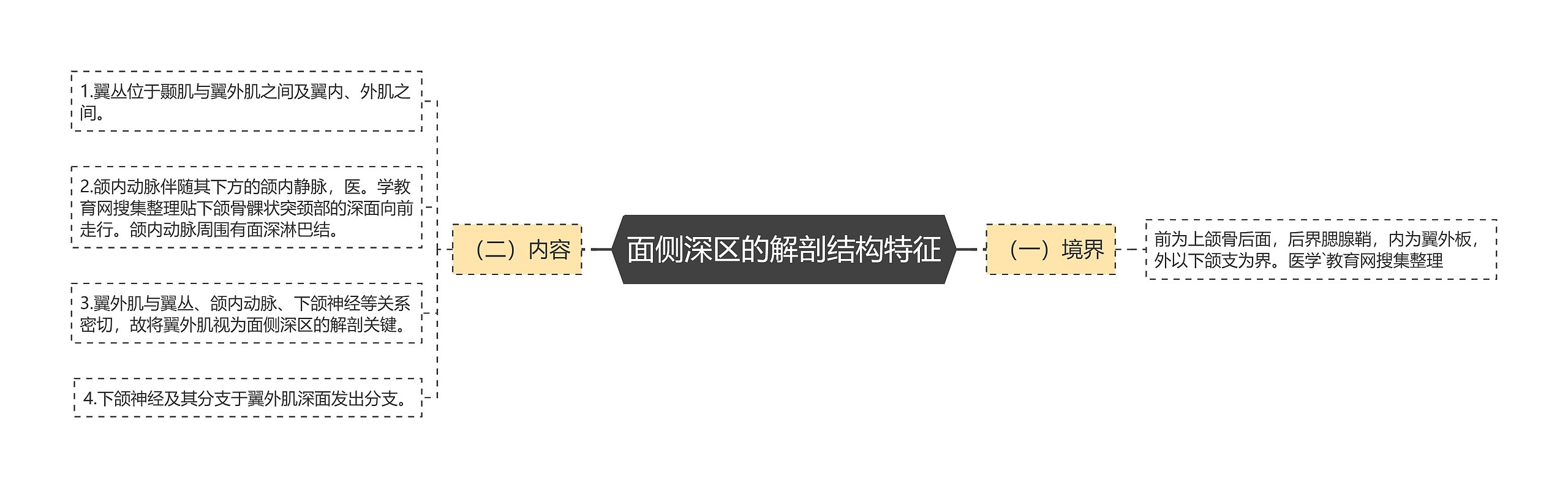 面侧深区的解剖结构特征 面侧深区的解剖结构特征