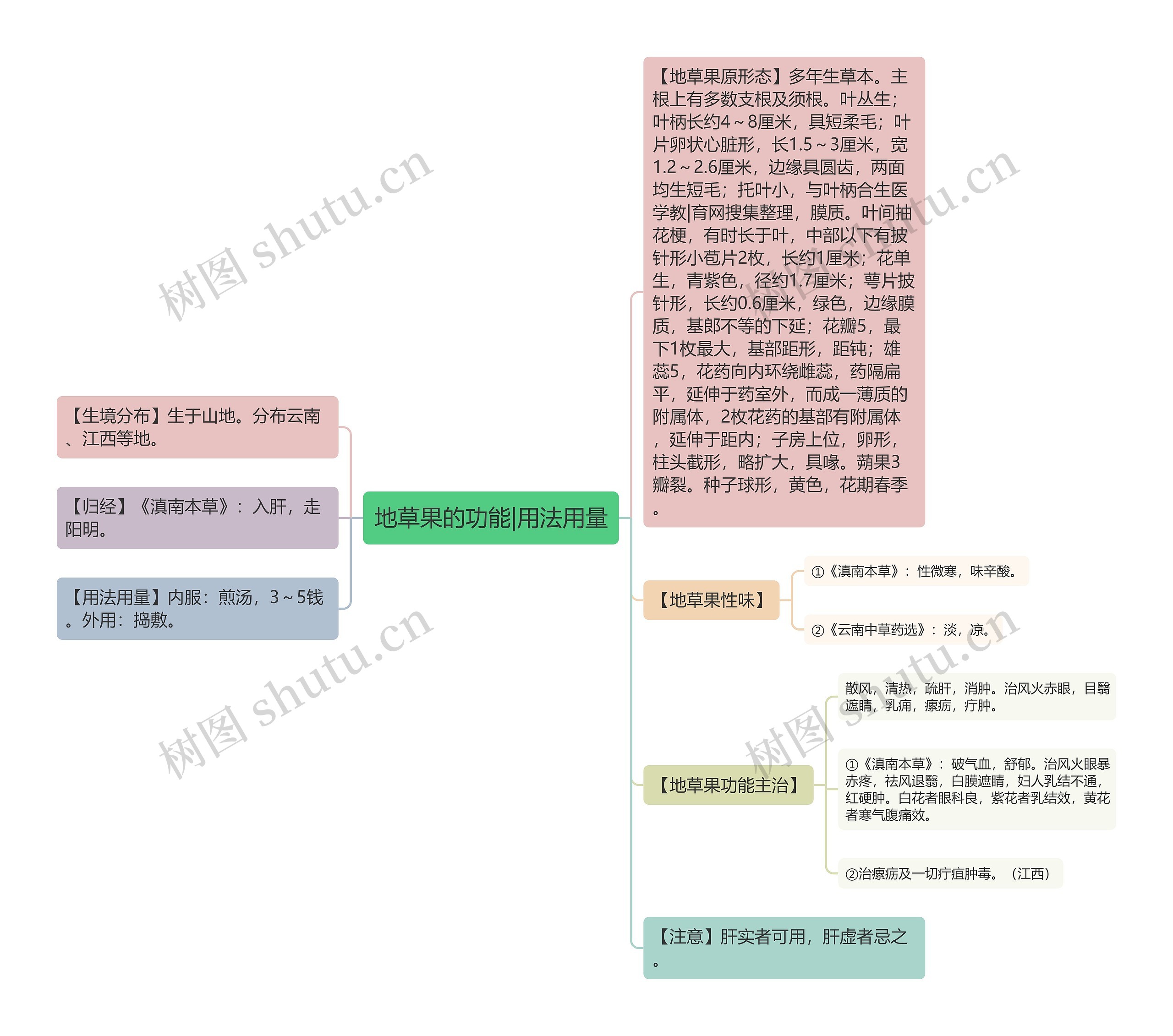 地草果的功能|用法用量 地草果的功能|用法用量
