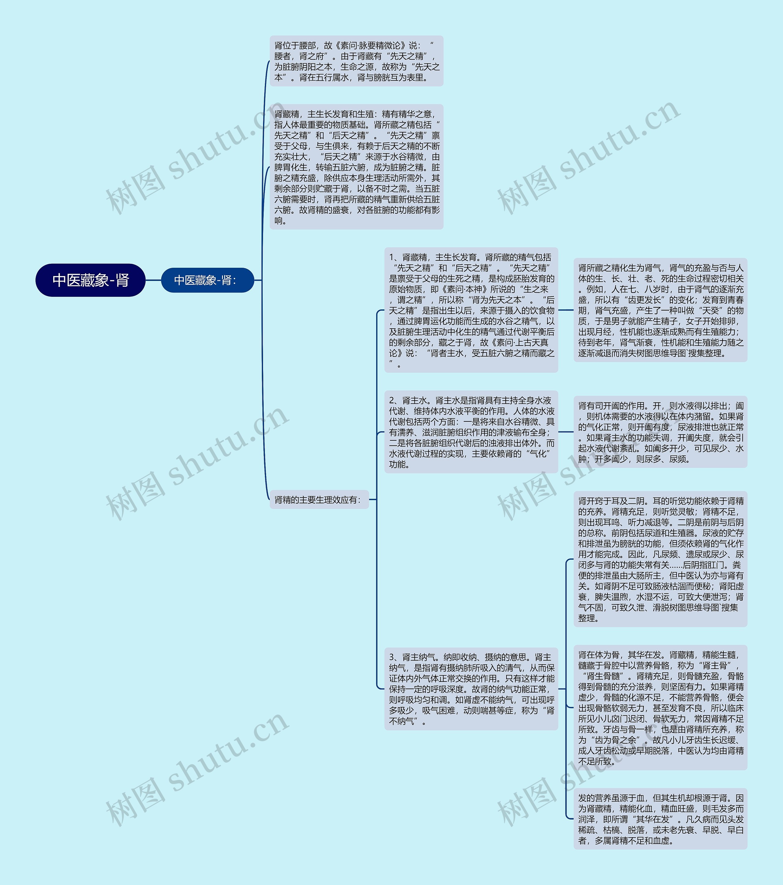 中医藏象-肾 中医藏象-肾