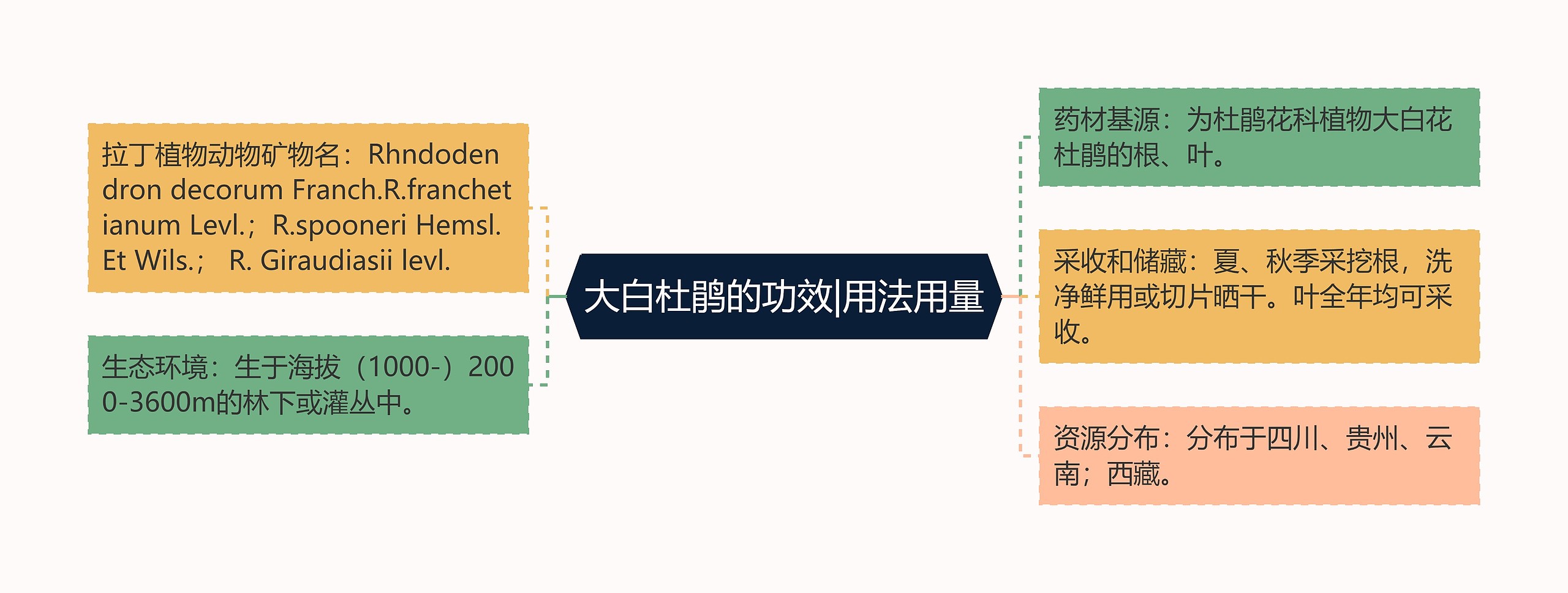 大白杜鹃的功效|用法用量思维导图