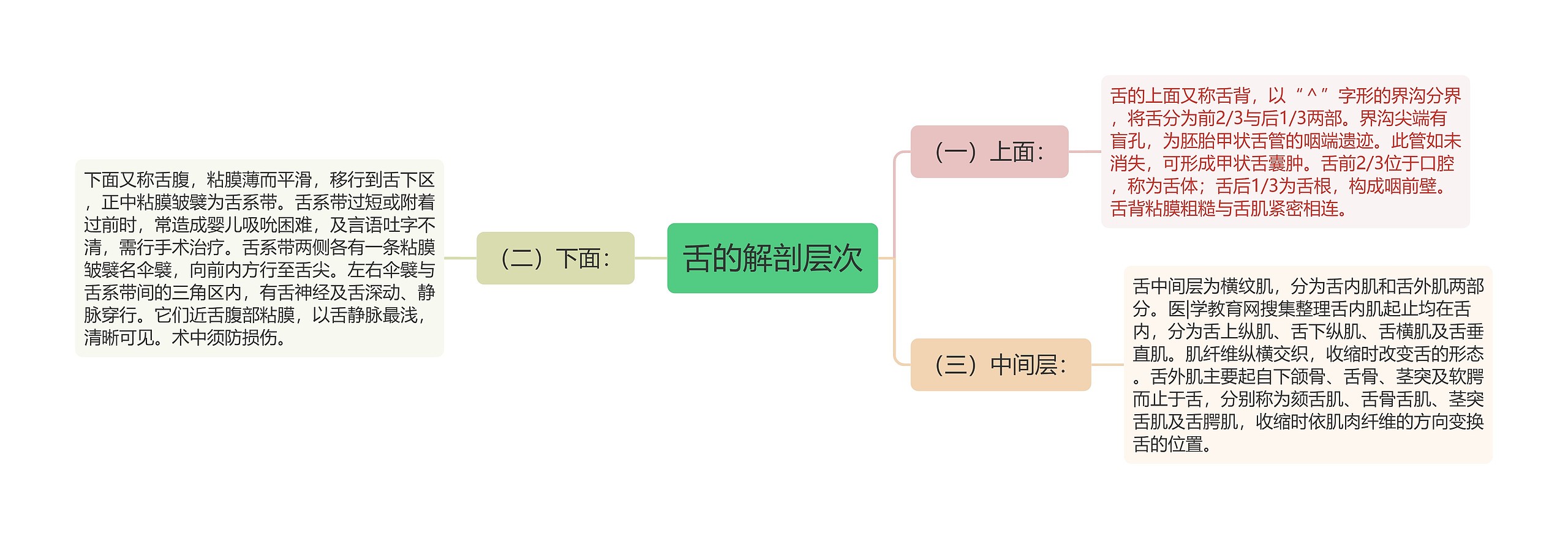 舌的解剖层次思维导图