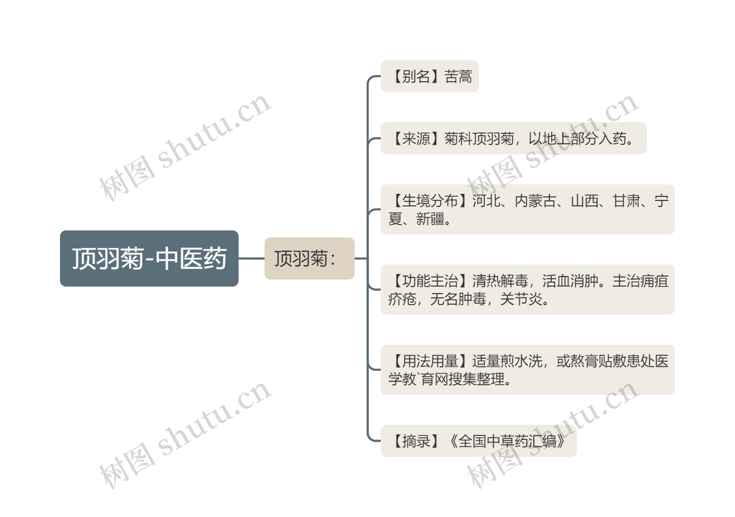 顶羽菊-中医药思维导图