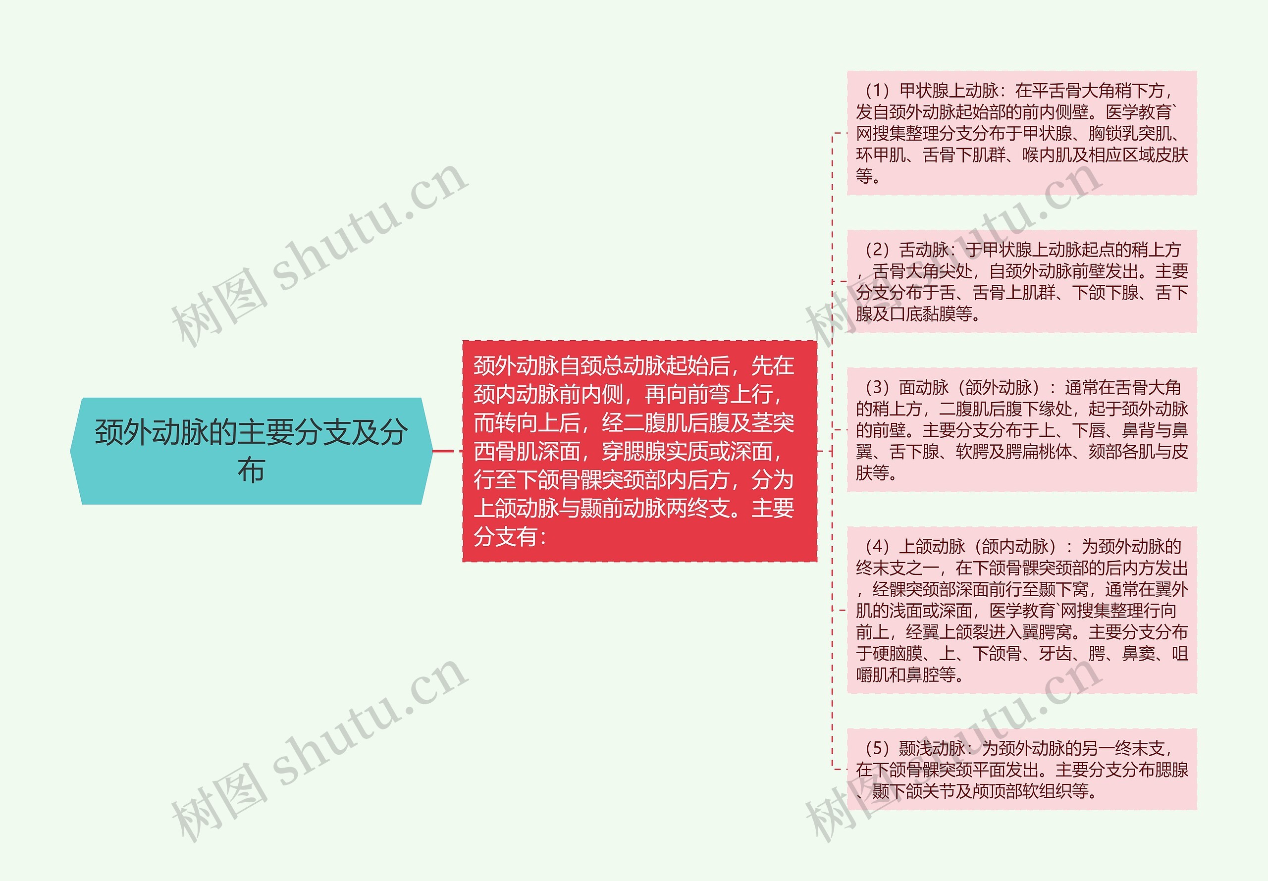 颈外动脉的主要分支及分布思维导图