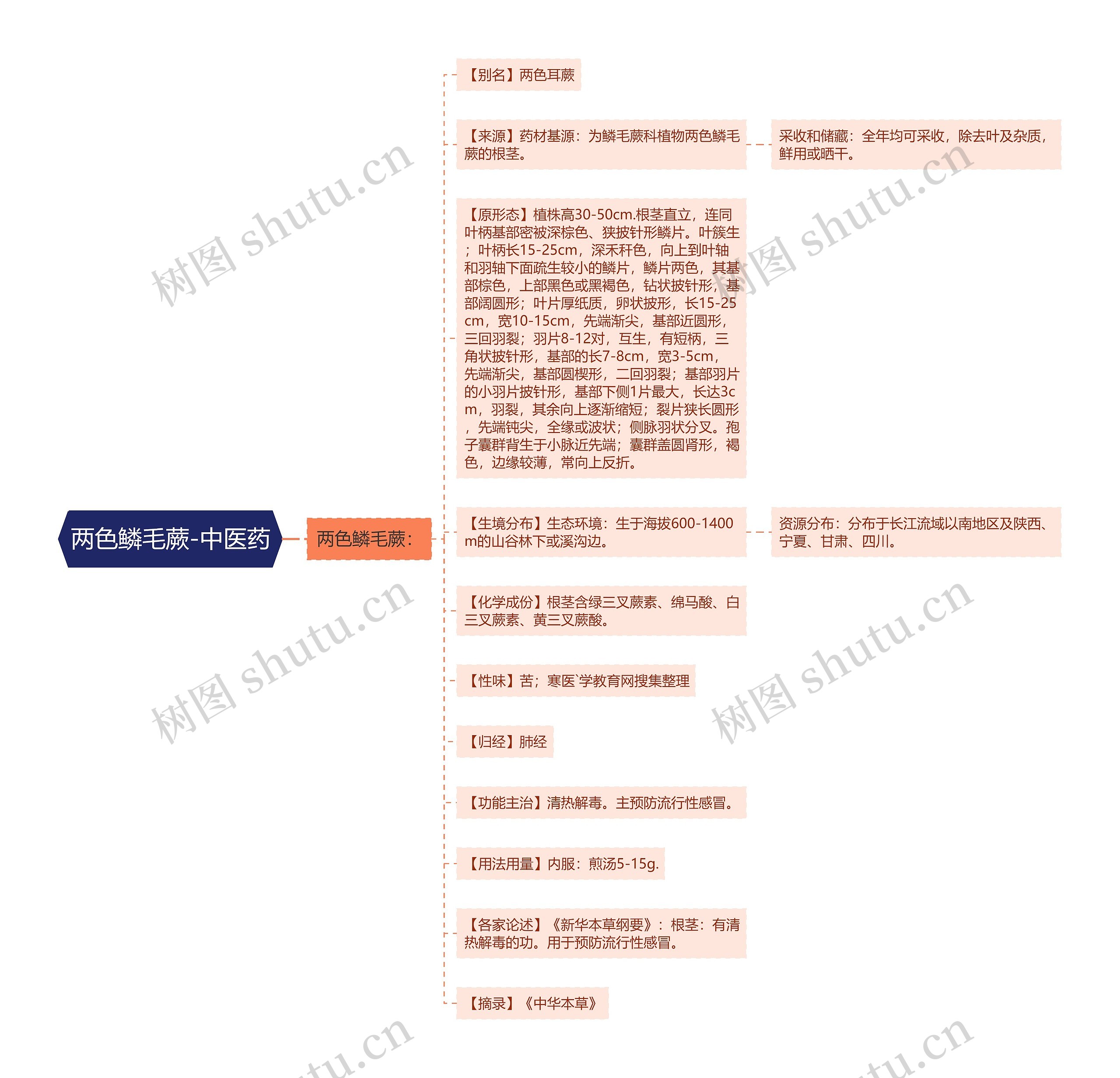 两色鳞毛蕨-中医药思维导图高清图 两色鳞毛蕨-中医药思维导图