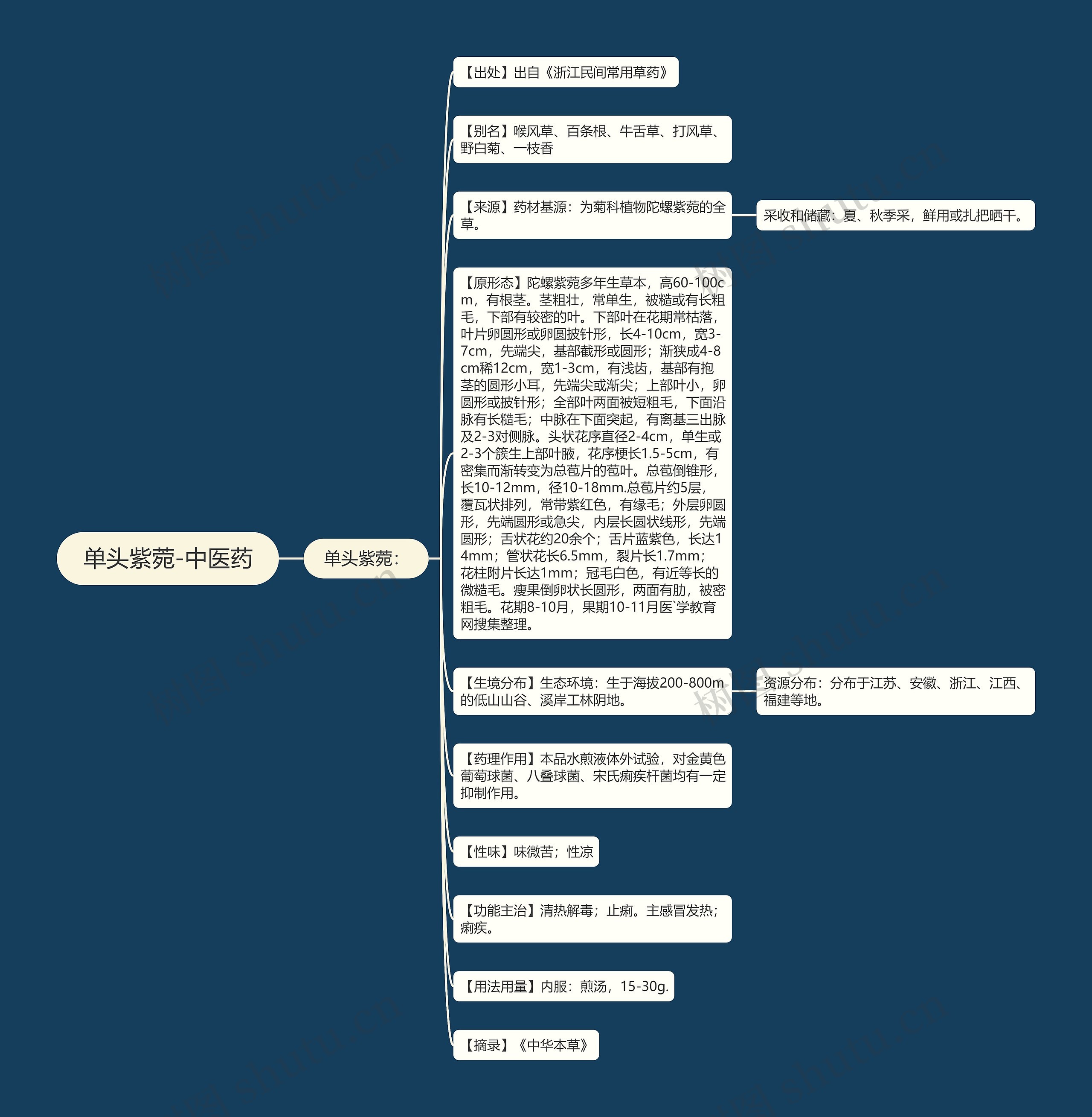 单头紫菀-中医药 单头紫菀-中医药