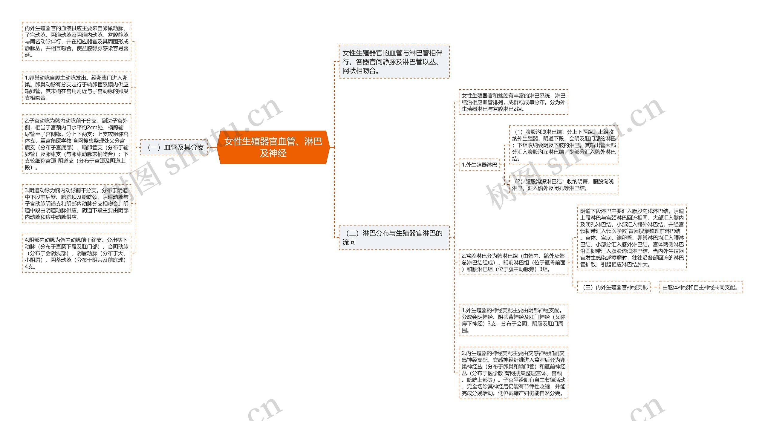 女性生殖器官血管、淋巴及神经 女性生殖器官血管、淋巴及神经