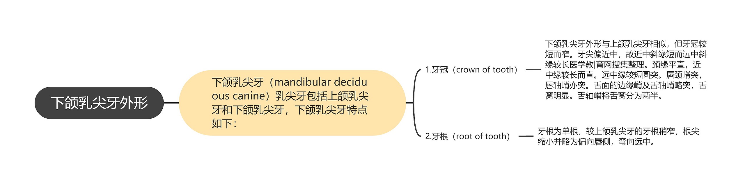 下颌乳尖牙外形思维导图